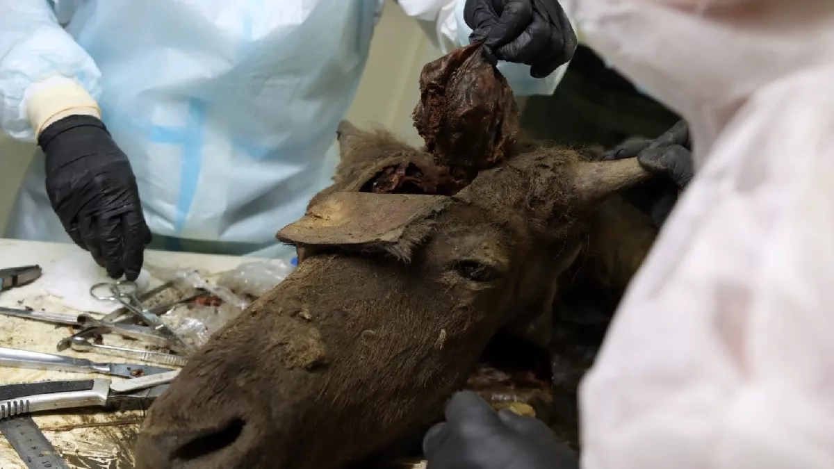 North-Eastern Federal University