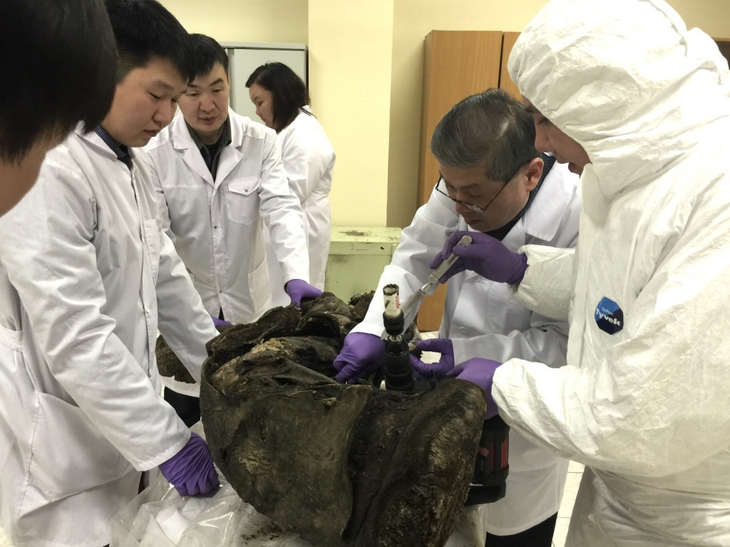 Najden izumrli bizon