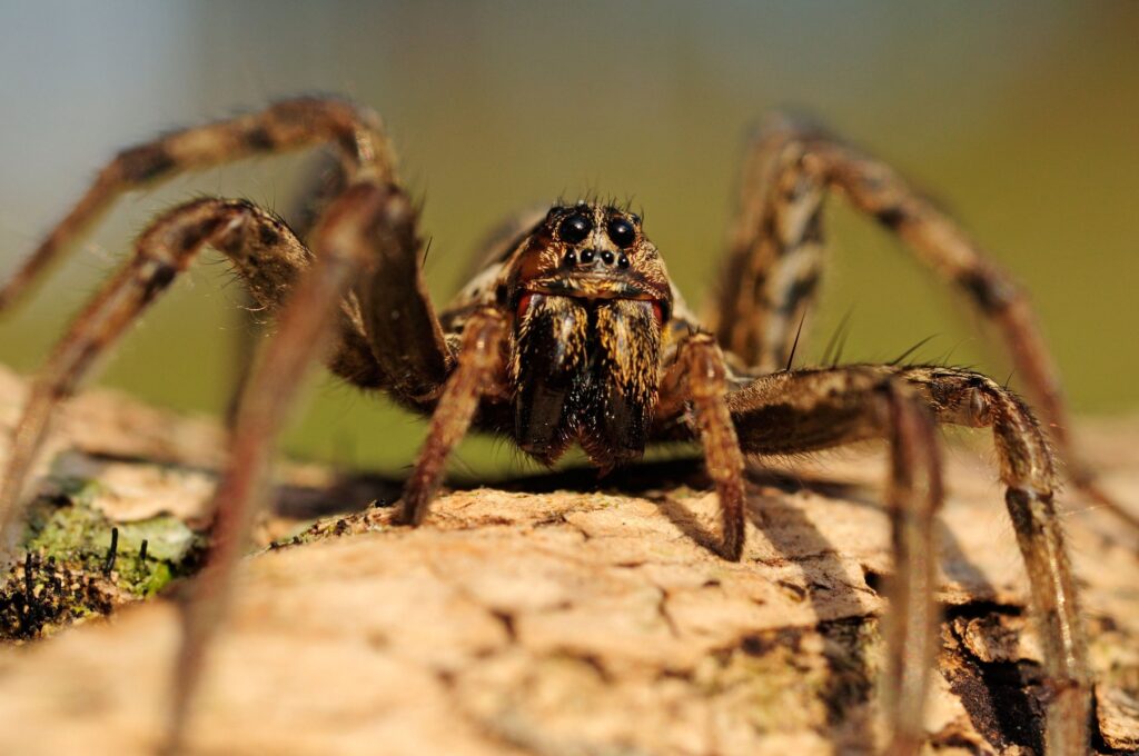 1680506836-profimedia-zarkasta-tarantela-pajek-1024x680.jpg