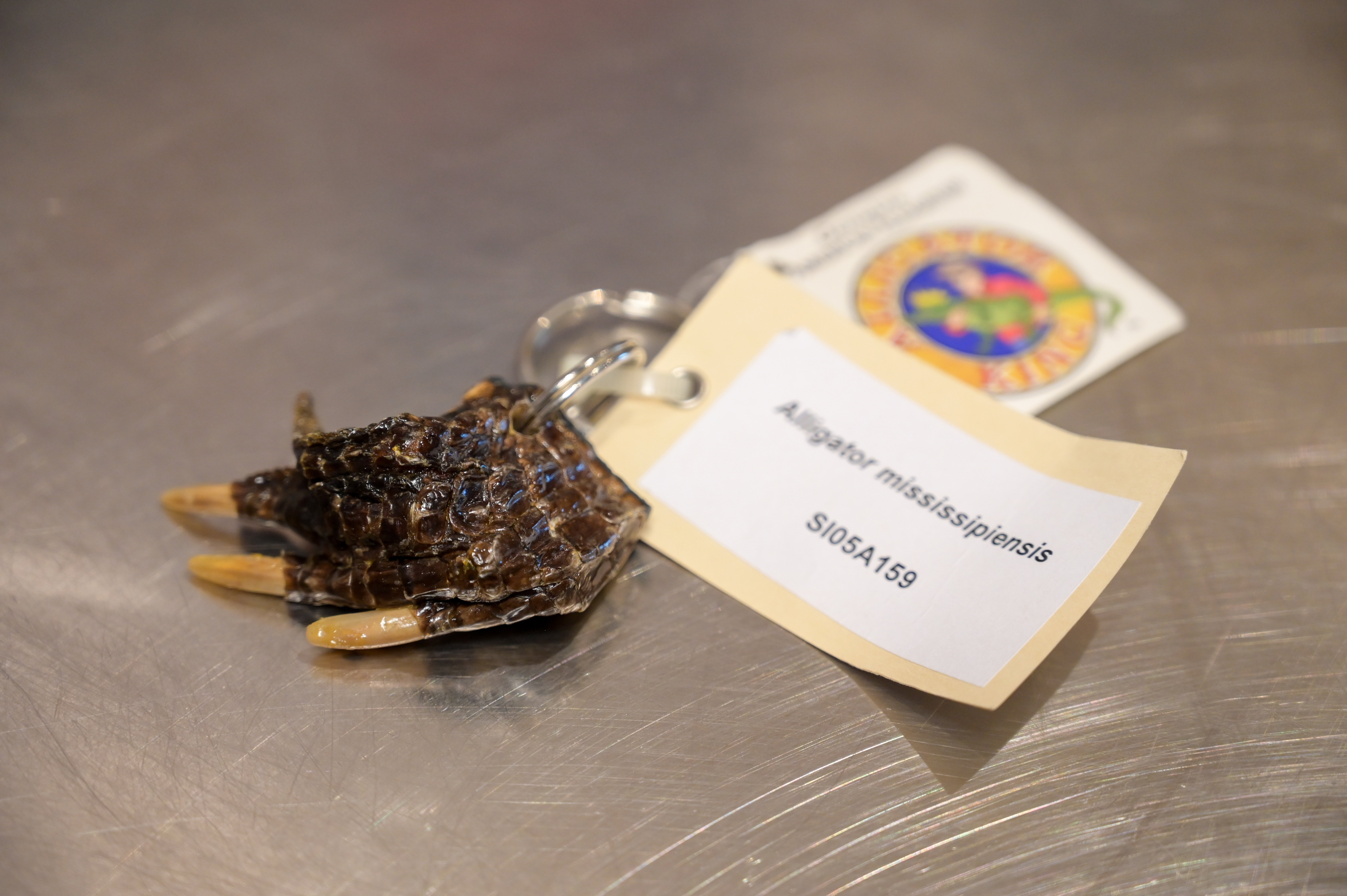 zaseženi predmeti na brniku