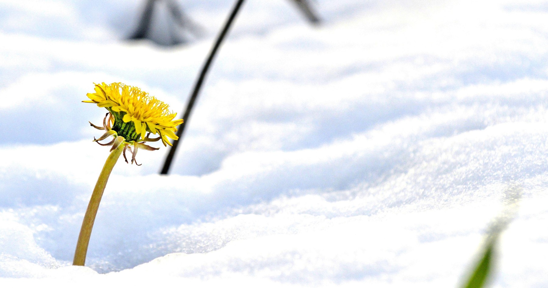 sneg, pomlad, regrat