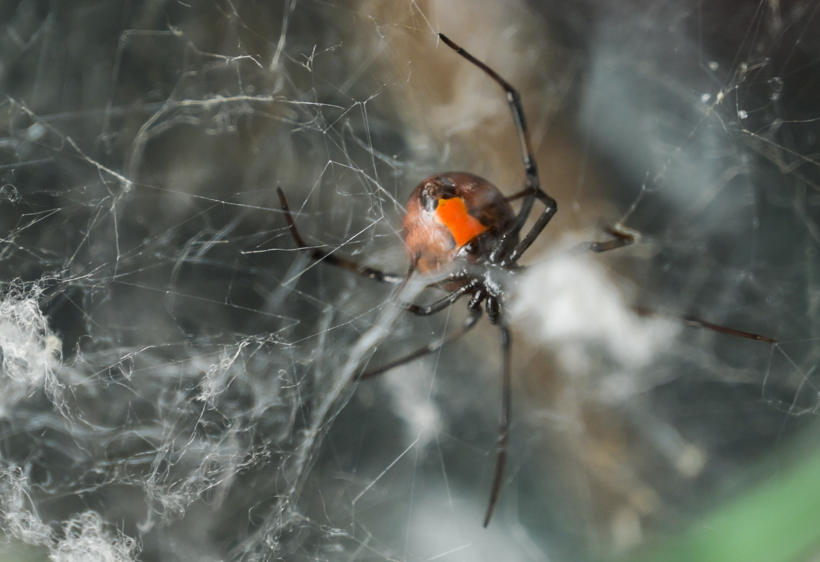 črna vdova, David Šajnovič, Latrotech Laboratories