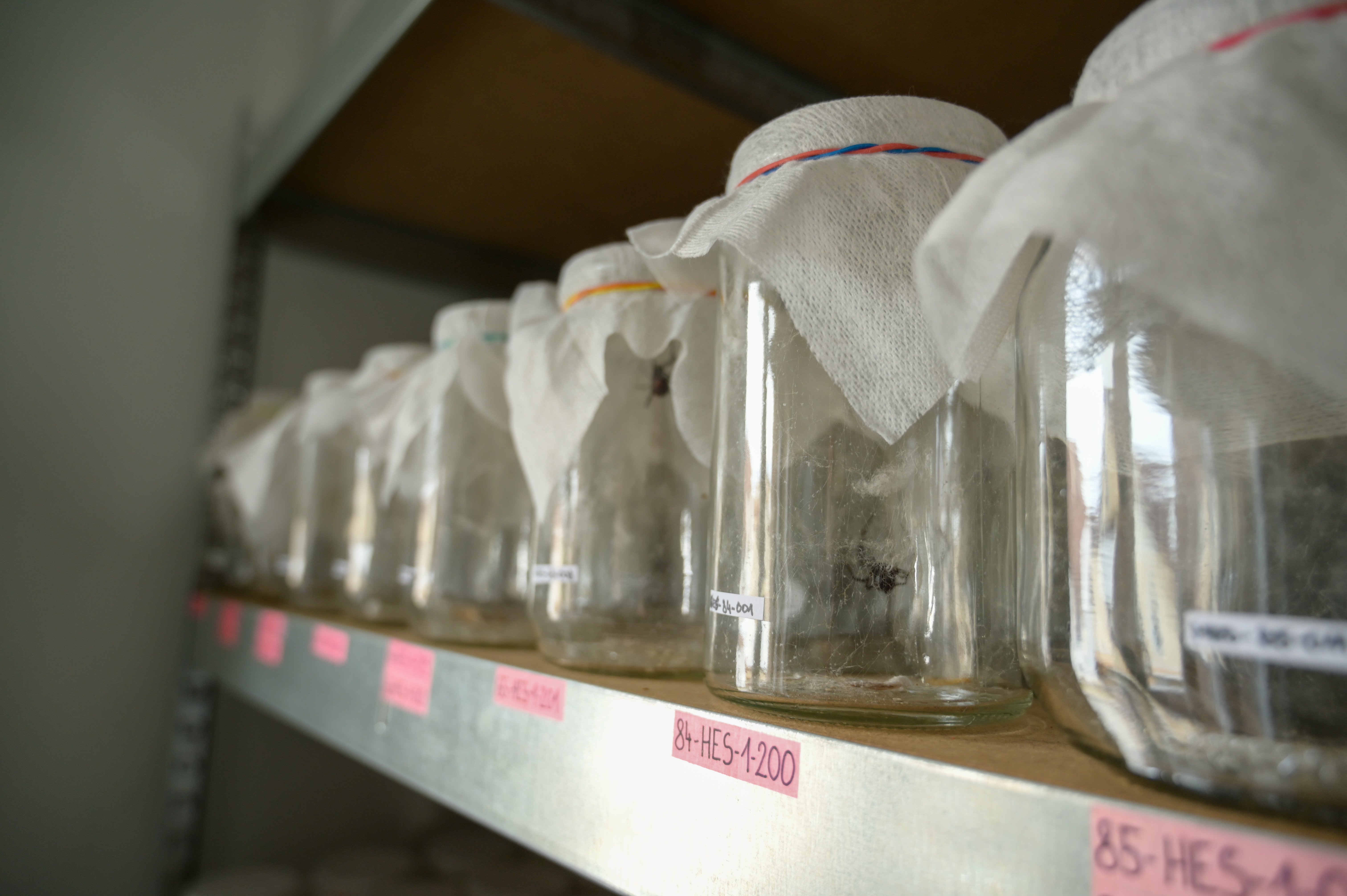 črna vdova, David Šajnovič, Latrotech Laboratories