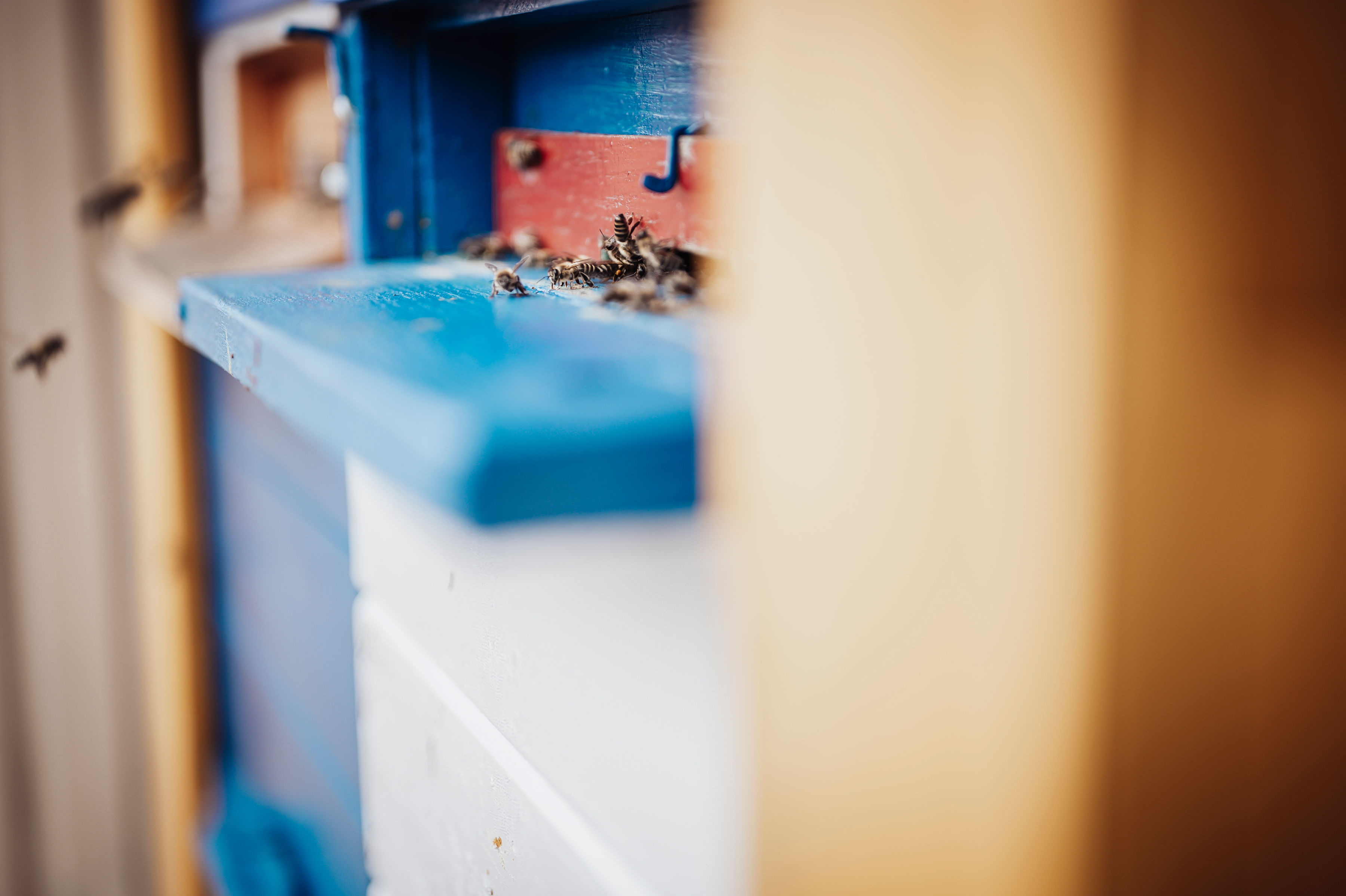 policija, čebele, PU Maribor