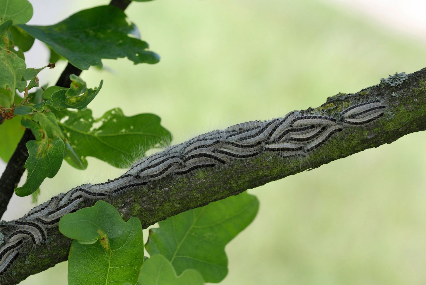 Hrastov sprevodni prelec (PROFIMEDIA)