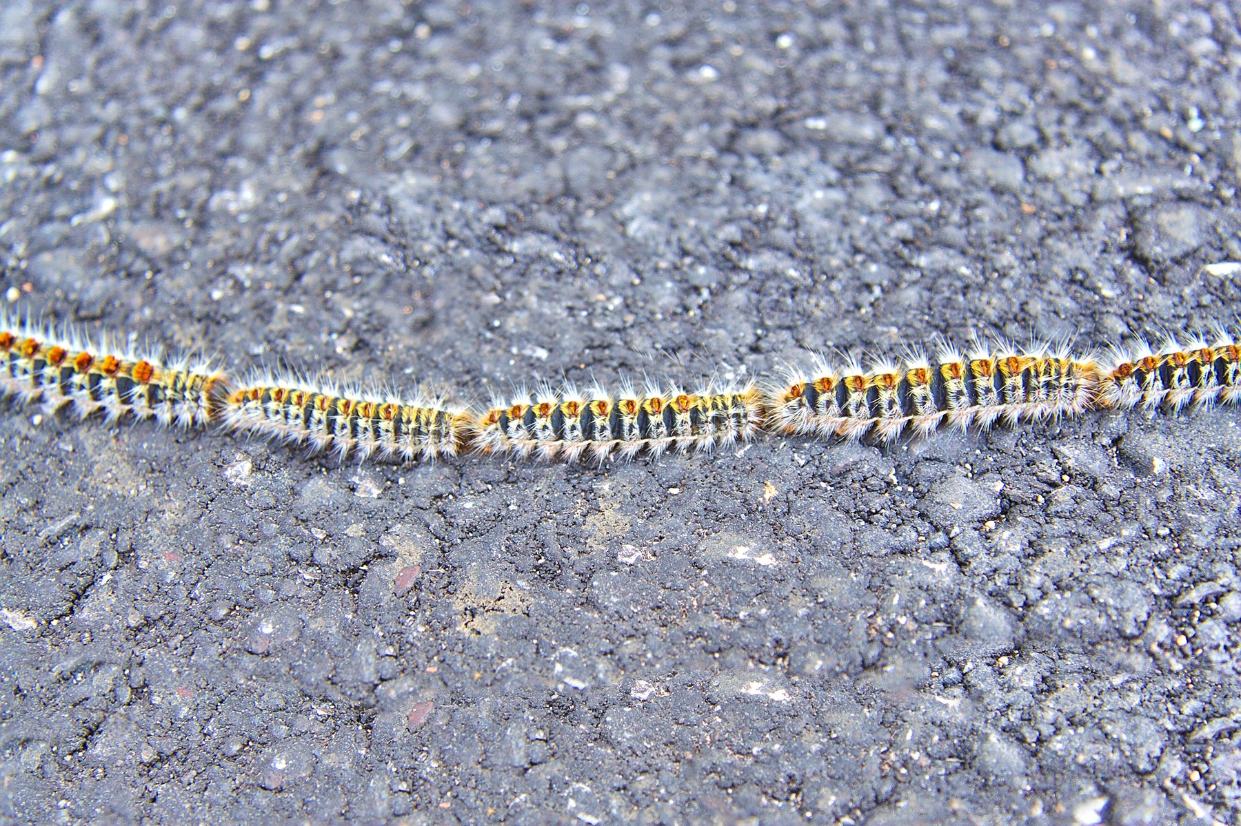 sprevodni prelec, gosenice