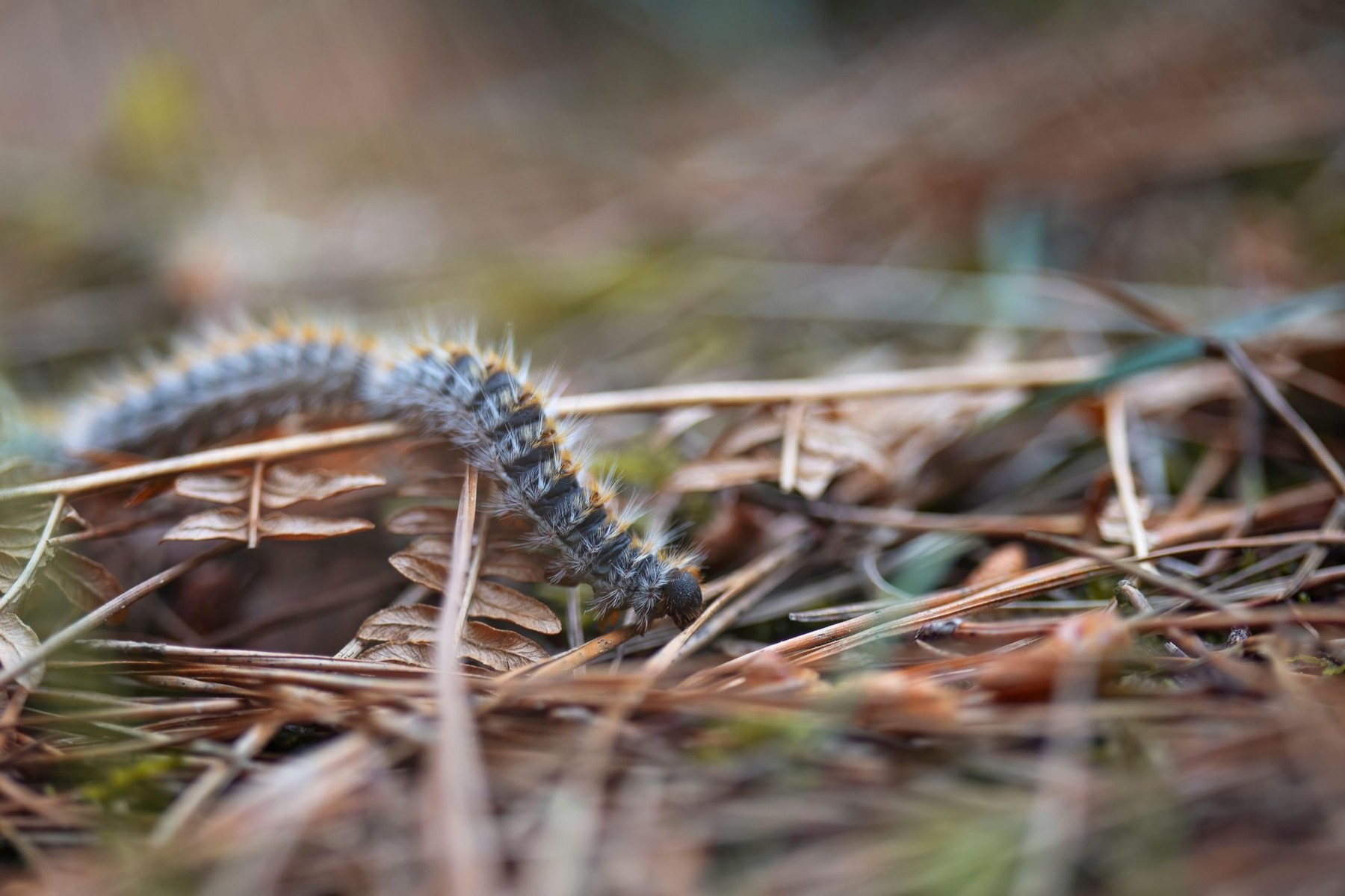 sprevodni prelec, gosenica