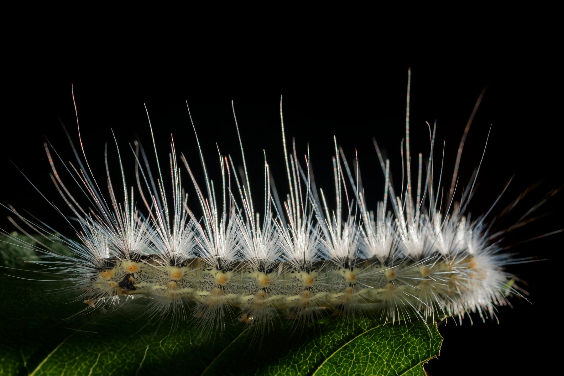 pinijev sprevodni prelec, gosenice