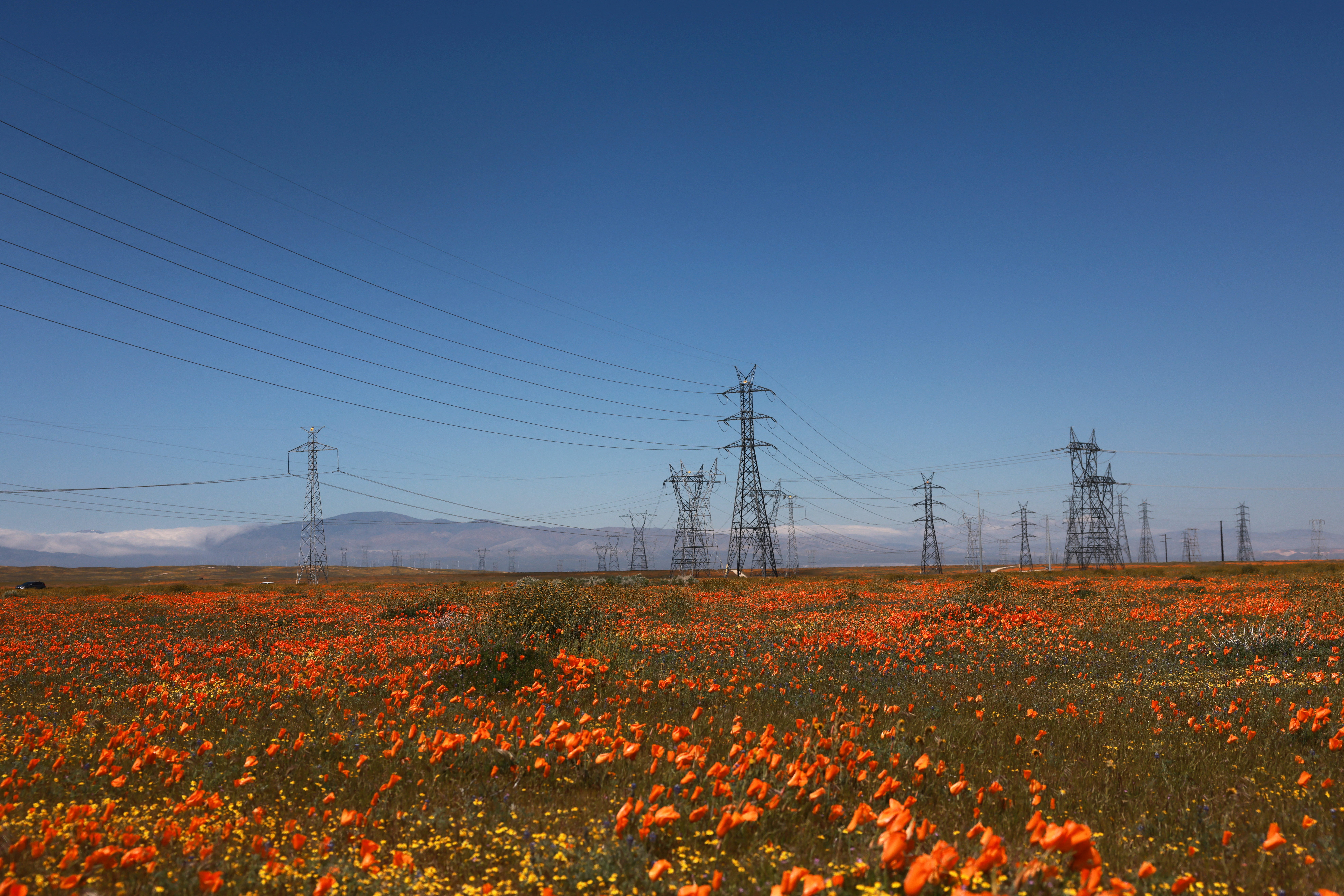 makovo polje, cvetenje, mak, kalifornija