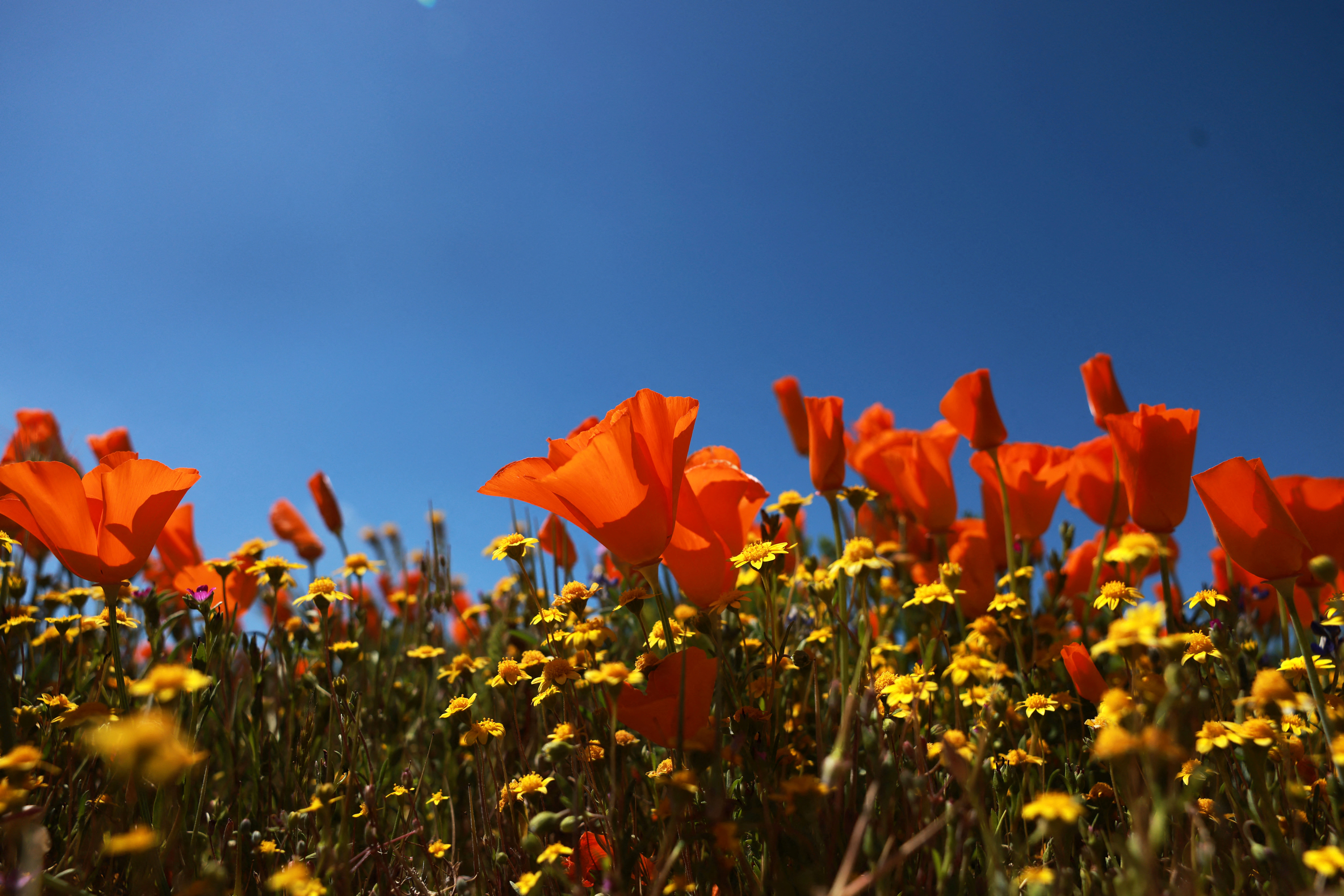 makovo polje, cvetenje, mak, kalifornija