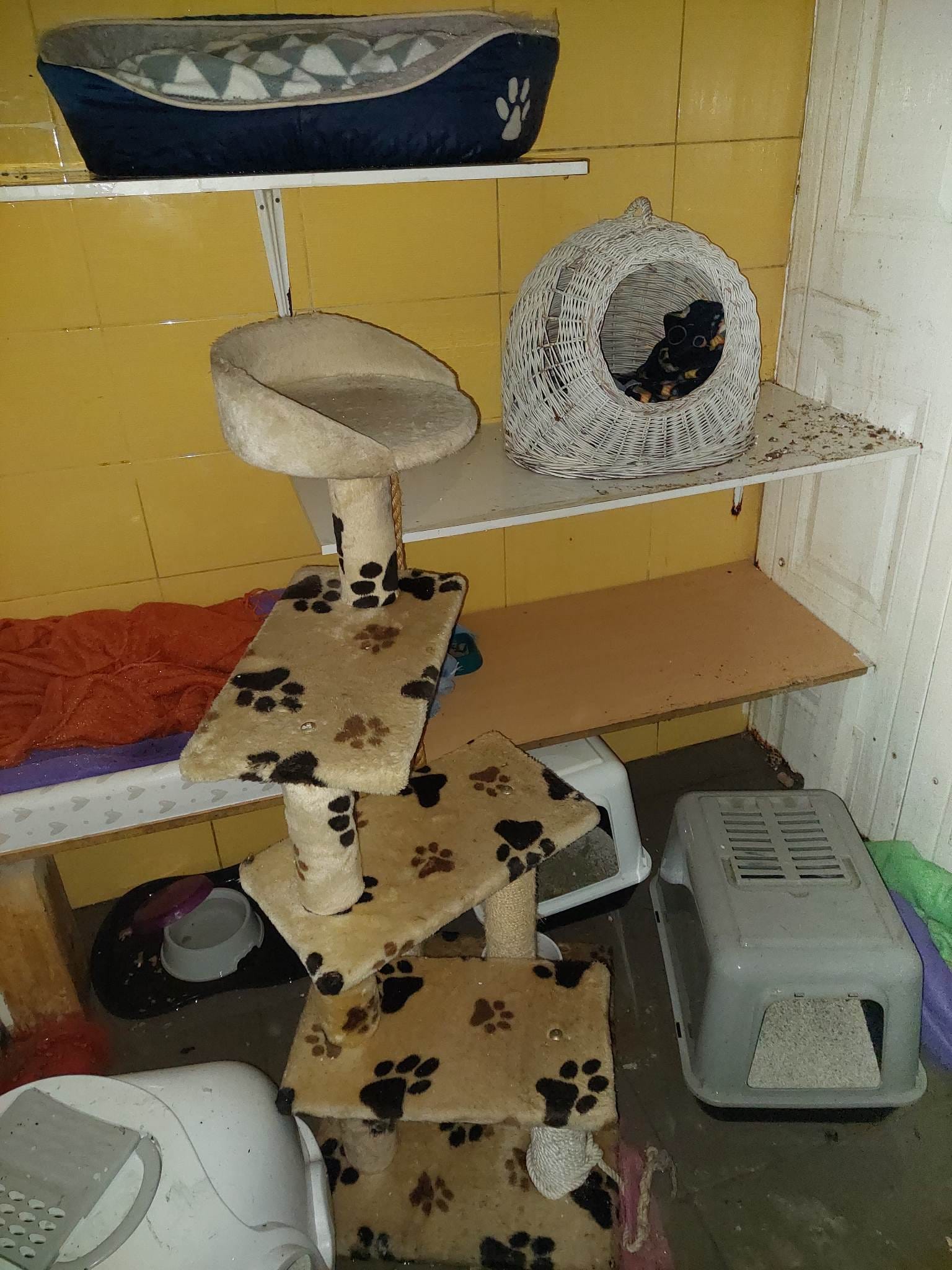 Požar v Kopru, Mačja preja