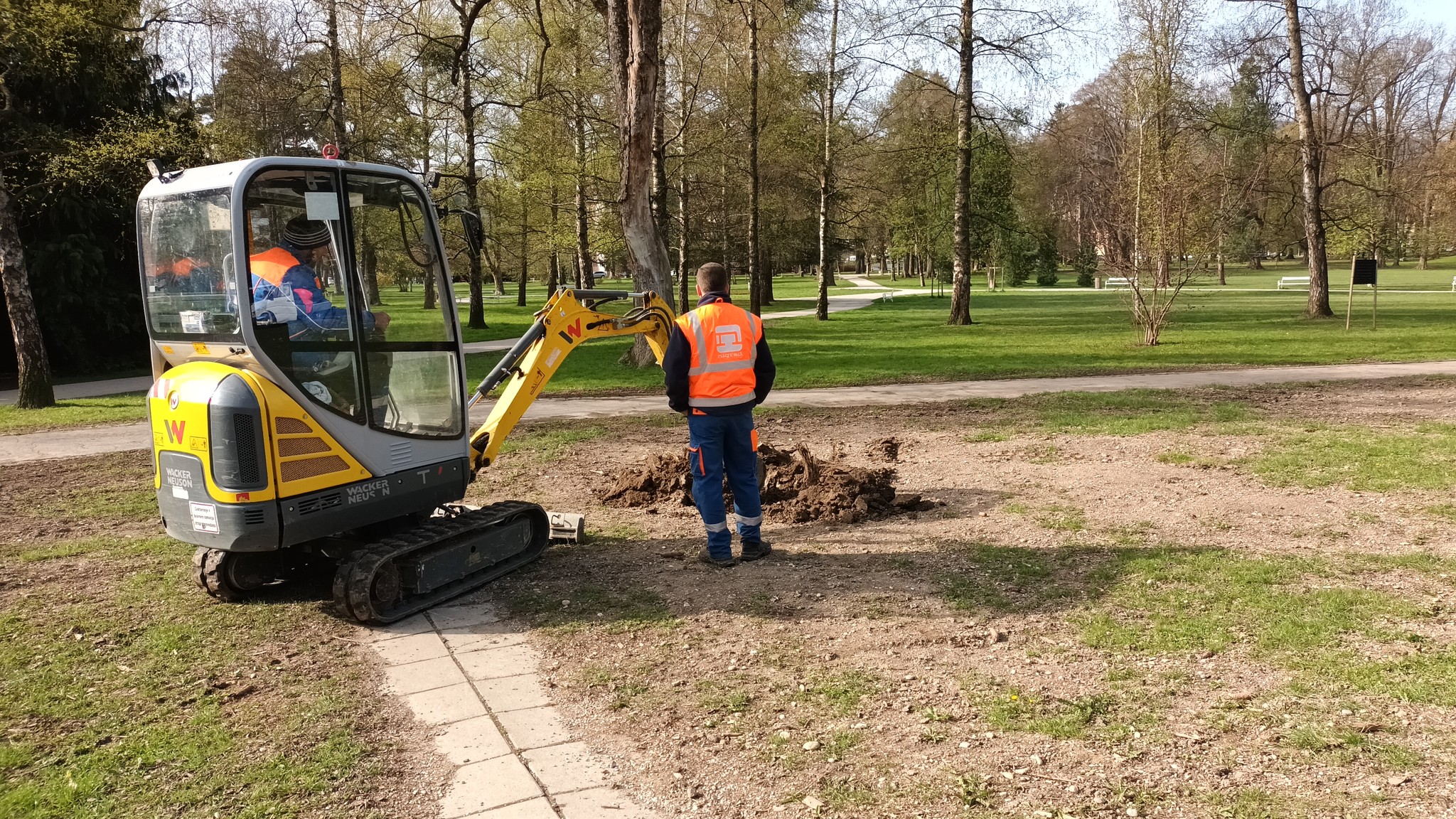 drevesa, sajenje, maribor