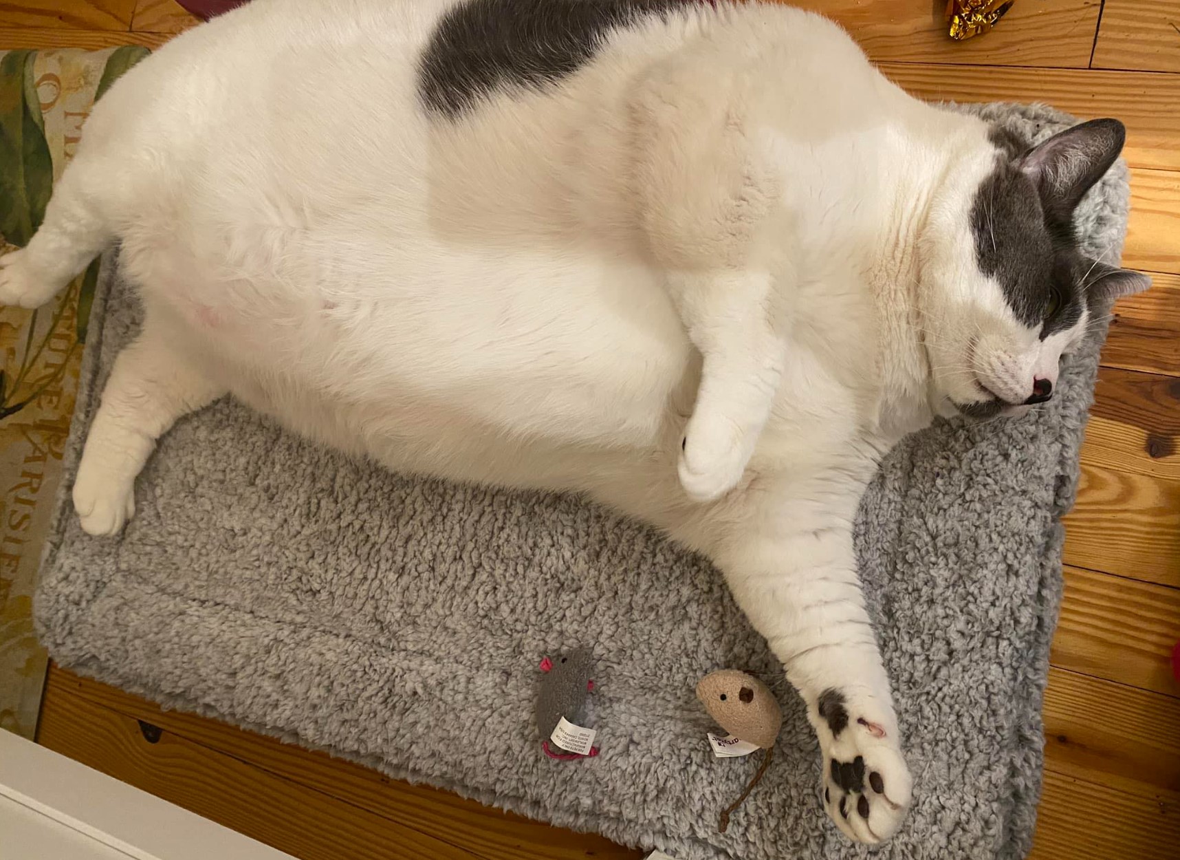 patches, mačka, debela mačka