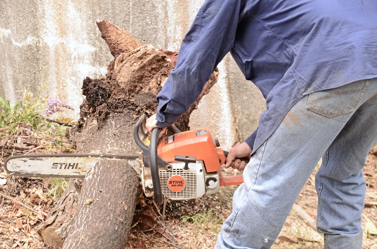 žaganje, sekanje, drevo, gozd, sečnja