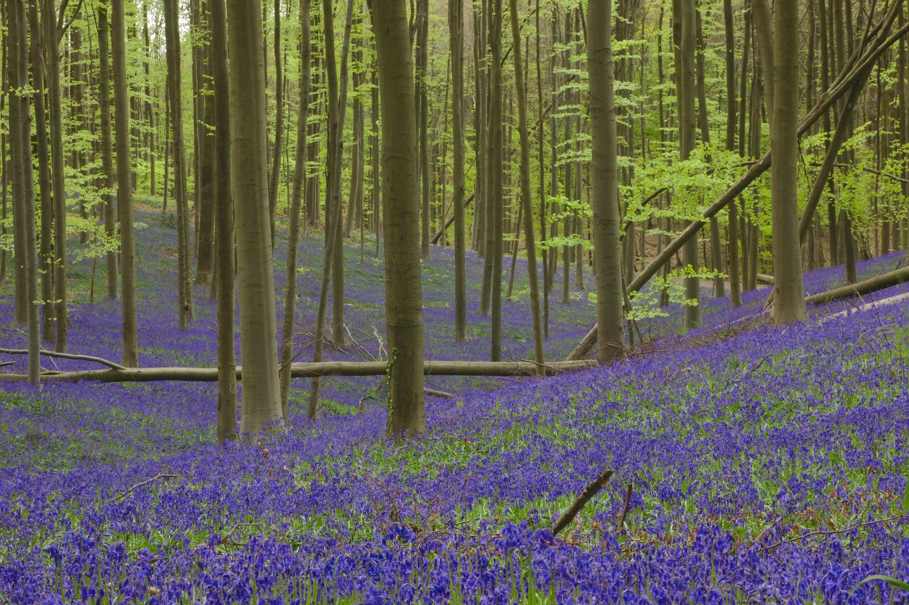 Hallerbos, hijacinte, belgija