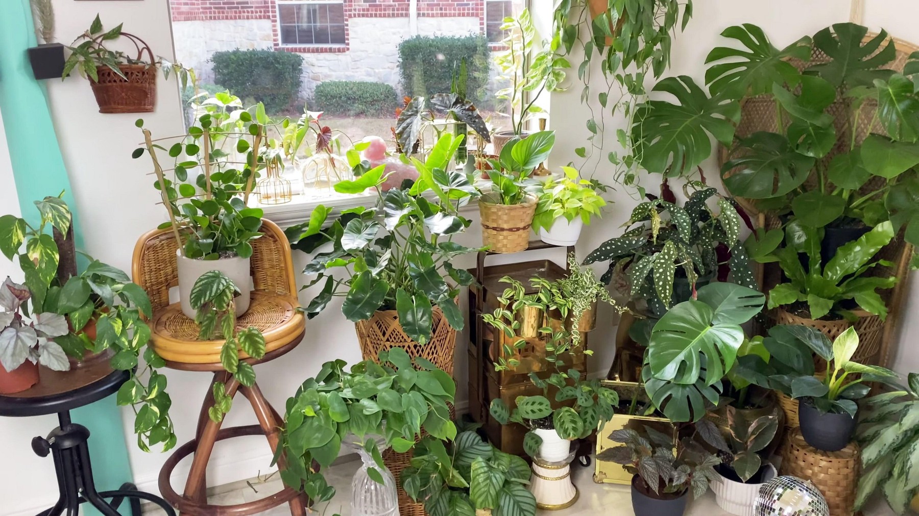 sobne rastlline lončnice