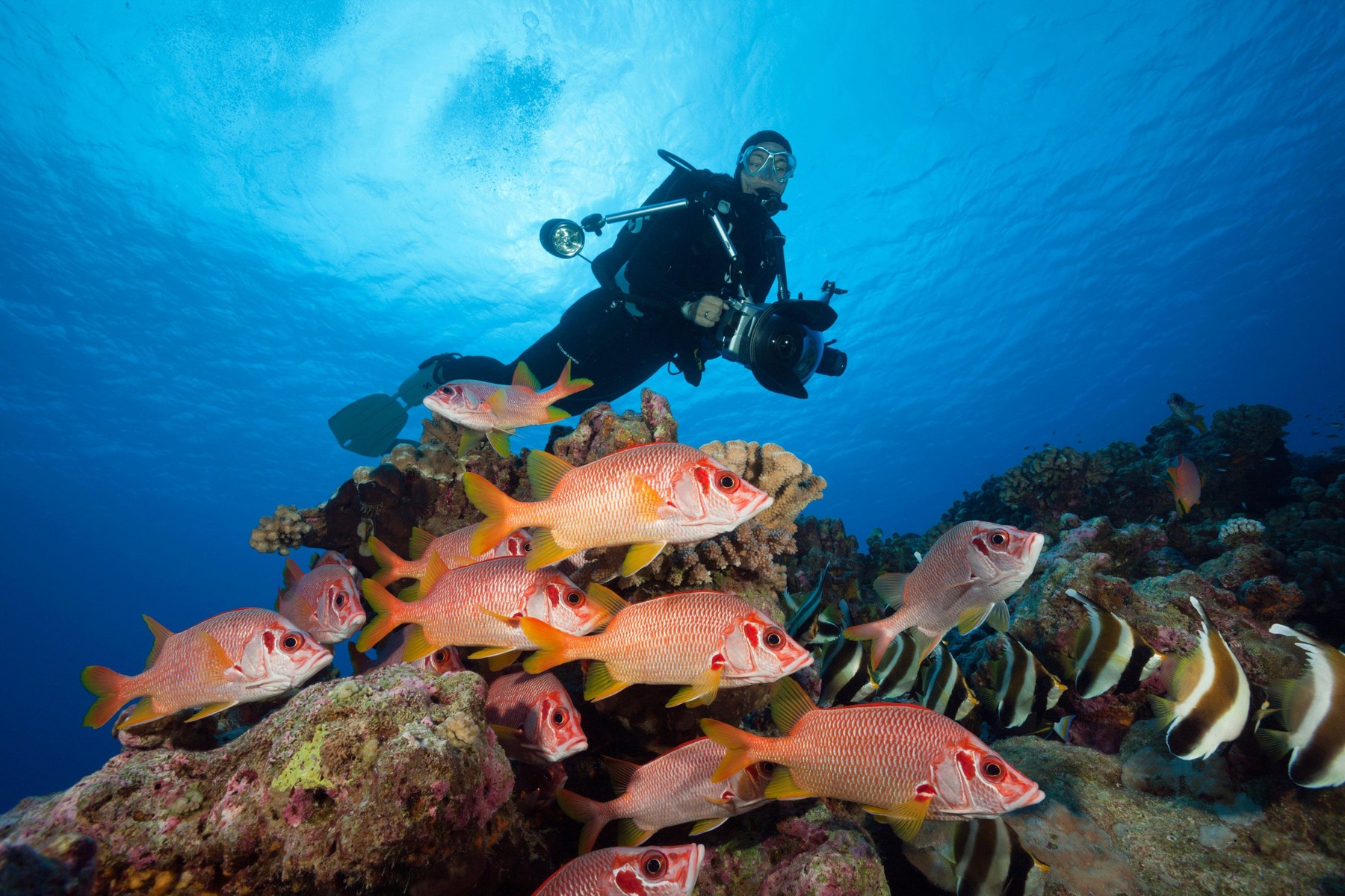 francoska polinezija, oceani