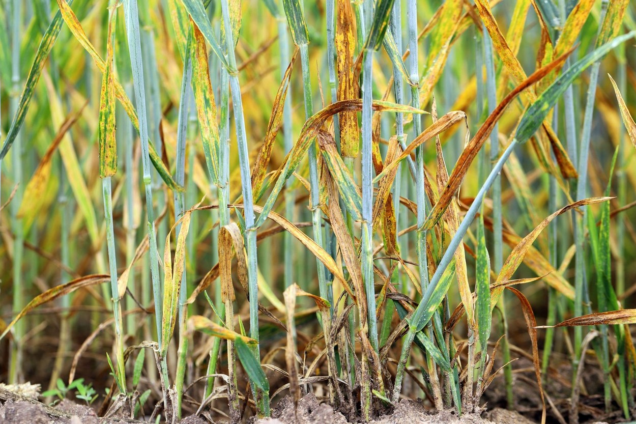 Rumena rja, pšenica