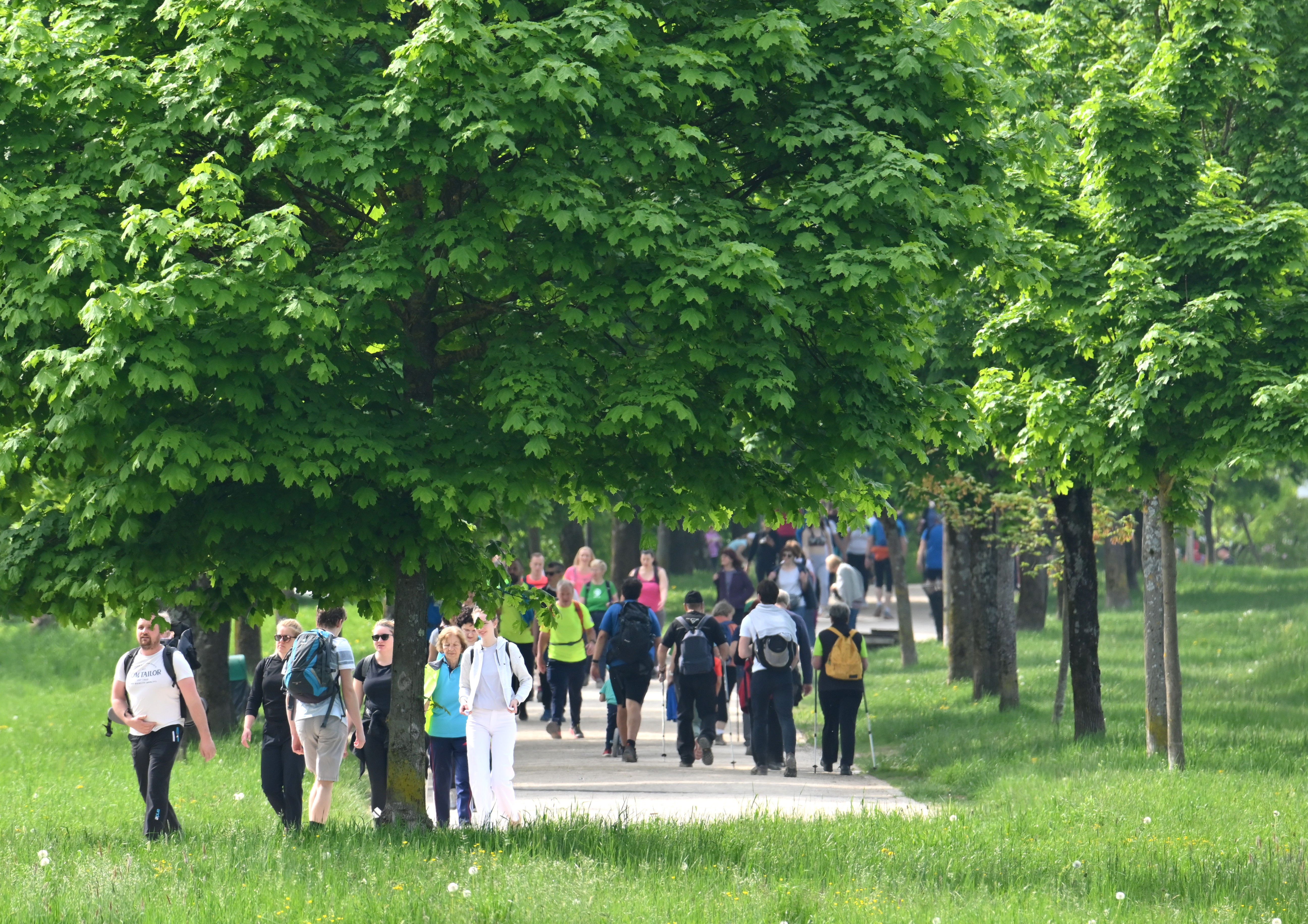 Žiga Živulović jr./BOBO