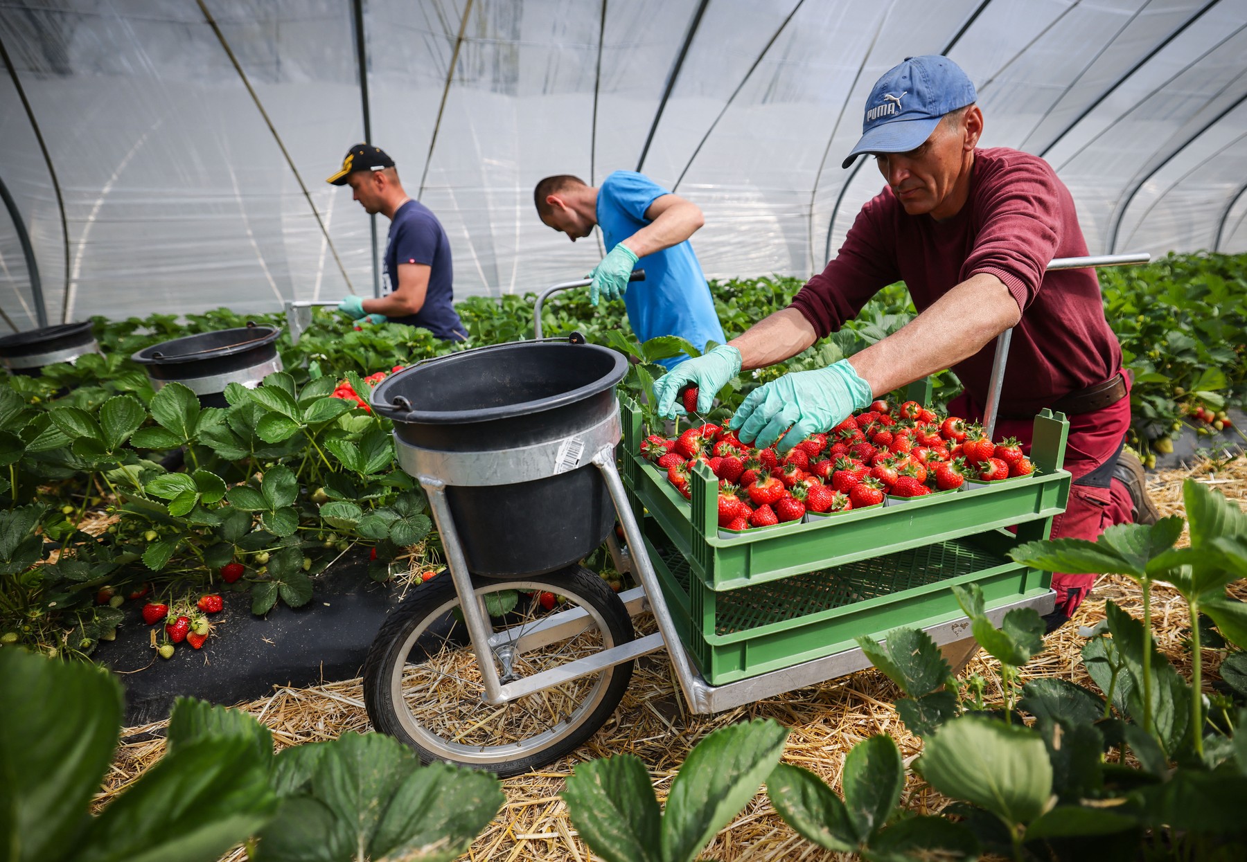 Nemčija, zelenjava, sadje, obiranje, delavci, zaposleni