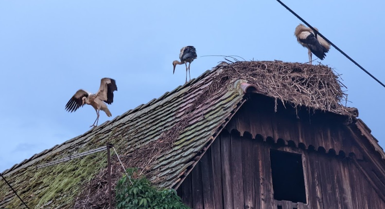 GOOGLE MAPS/zajem zaslona