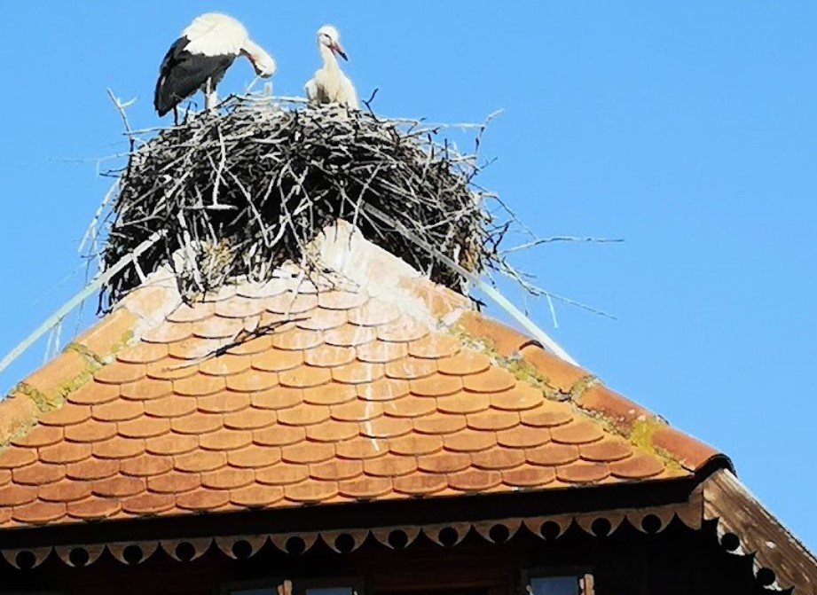 GOOGLE MAPS/zajem zaslona