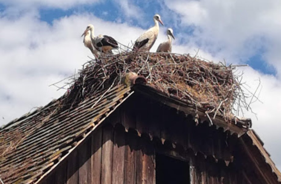 čigoć google maps 6