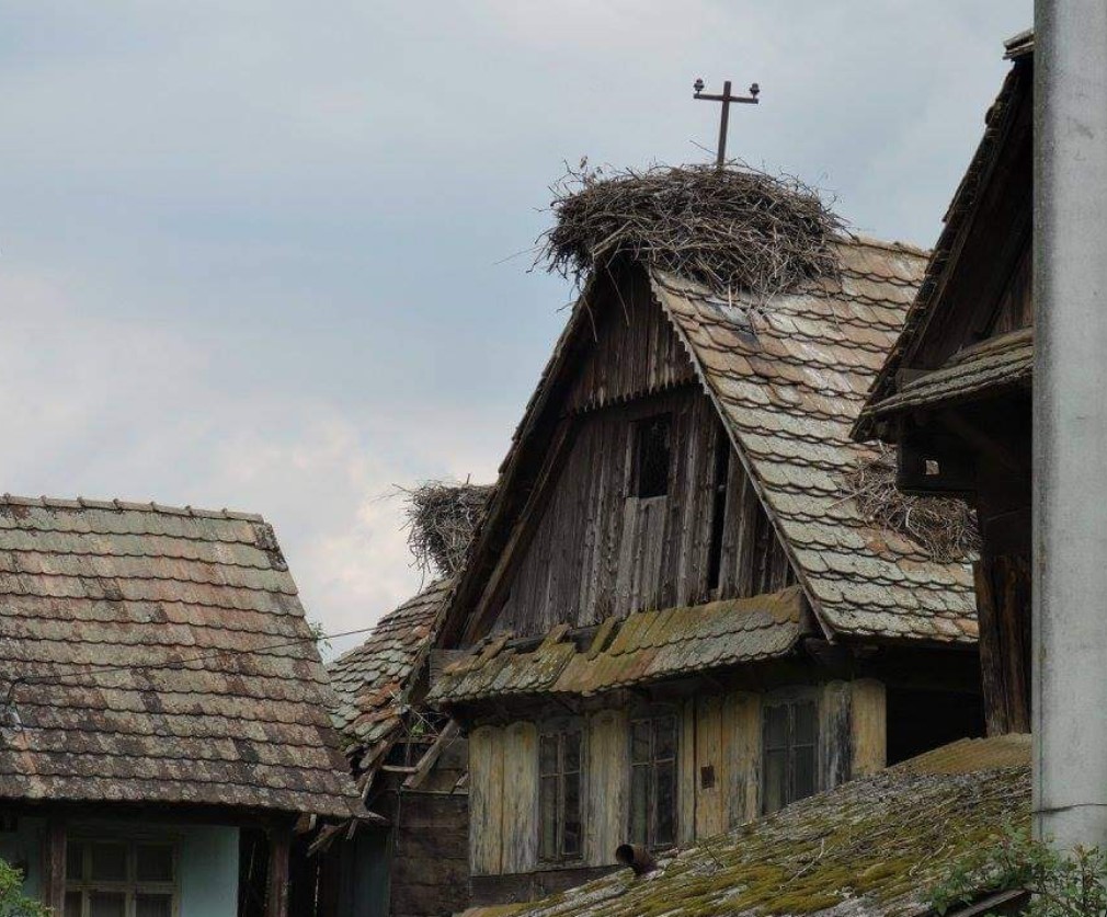 Čigoć Hrvaška evropska vas štorkelj