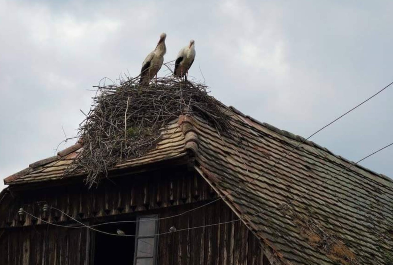 Čigoć Hrvaška evropska vas štorkelj