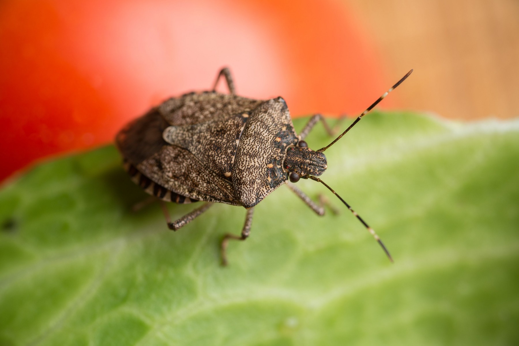 Halyomorpha halys, marmorirana smrdljivka stenica