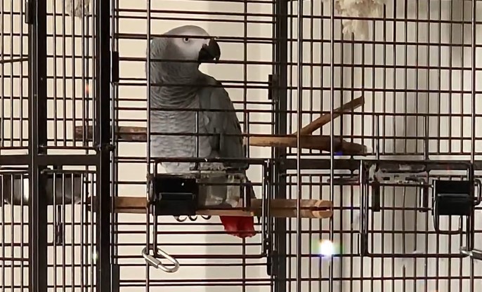 papiga, papagaj, sivi žako