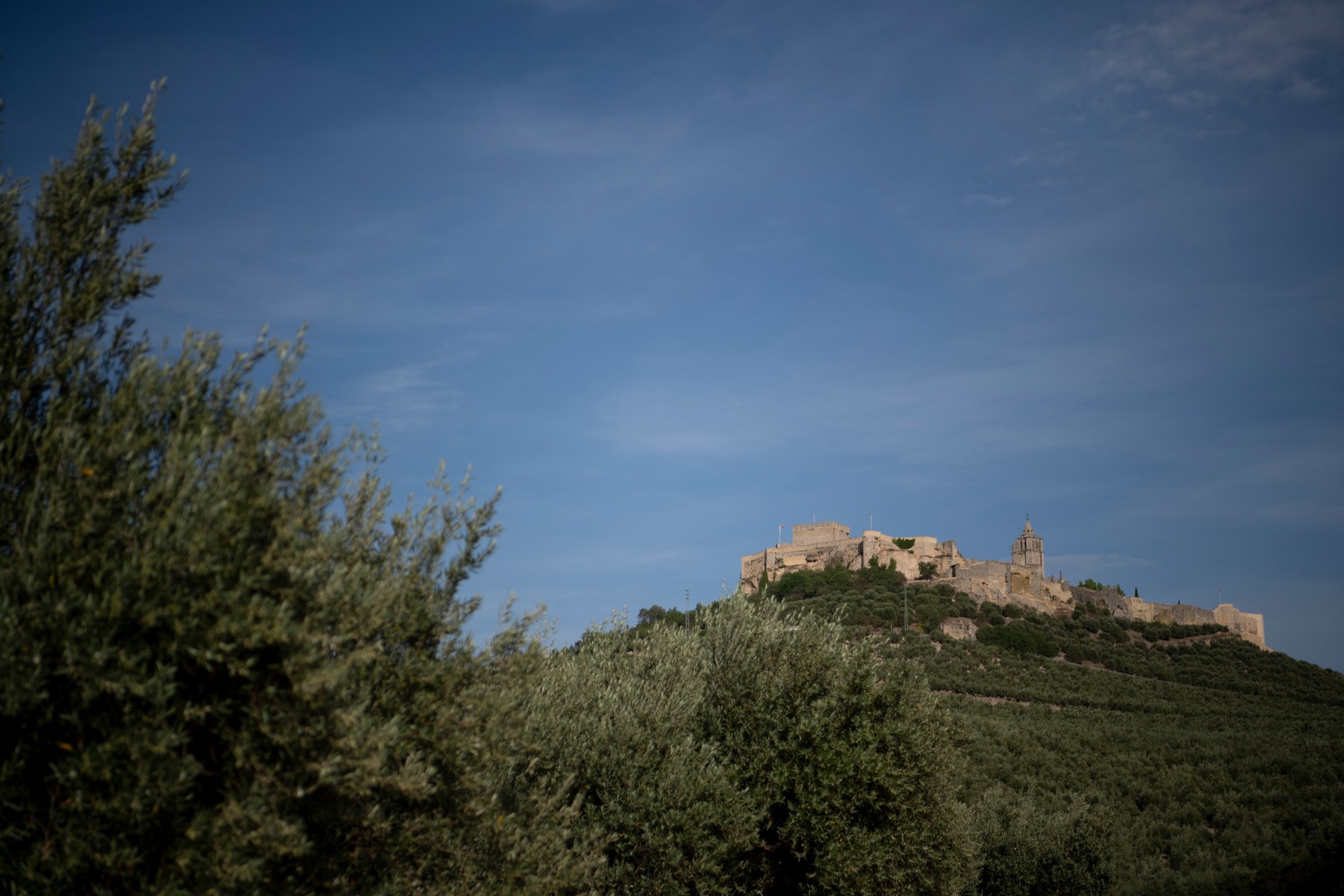 Španija, Andaluzija, nasad oljk