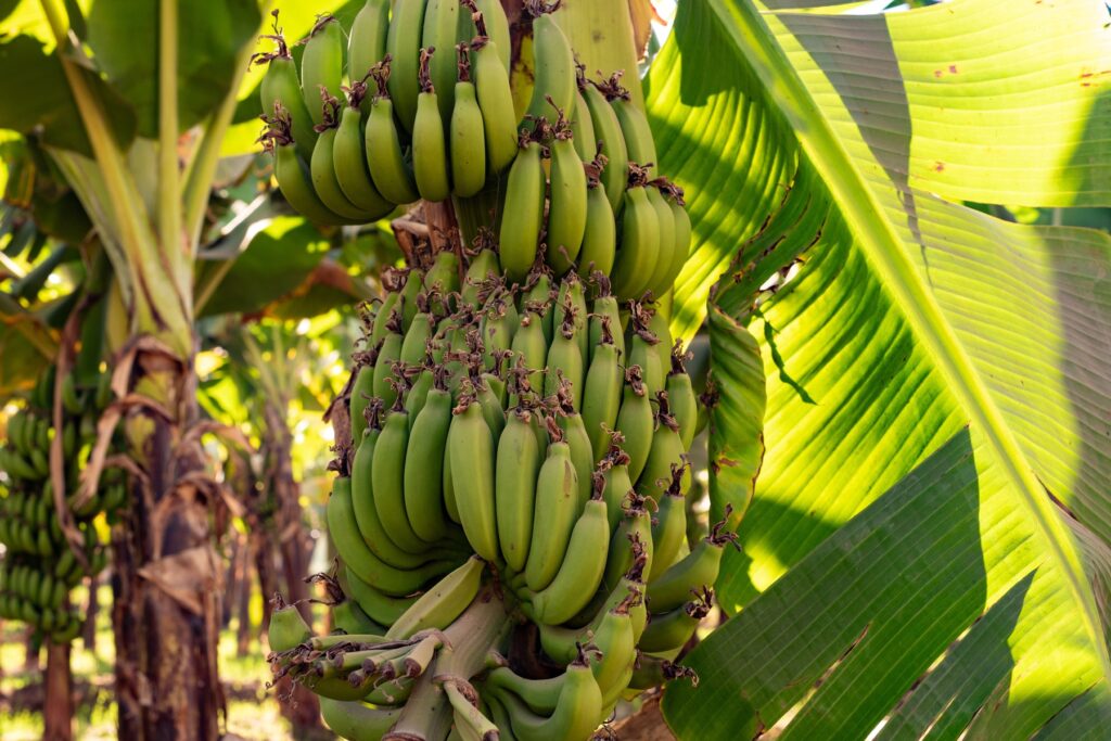 1684582768-banane-nil-1024x683.jpg