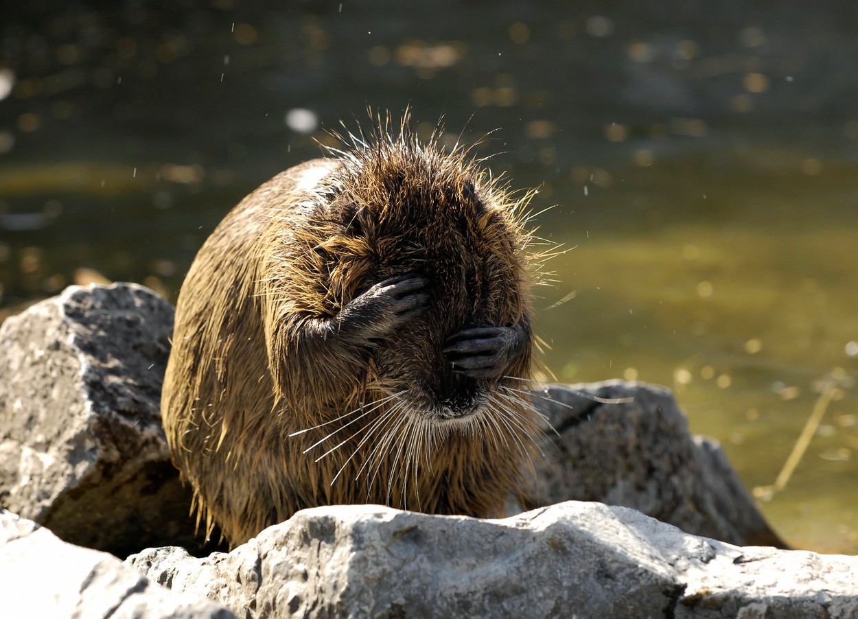 nutria coypu