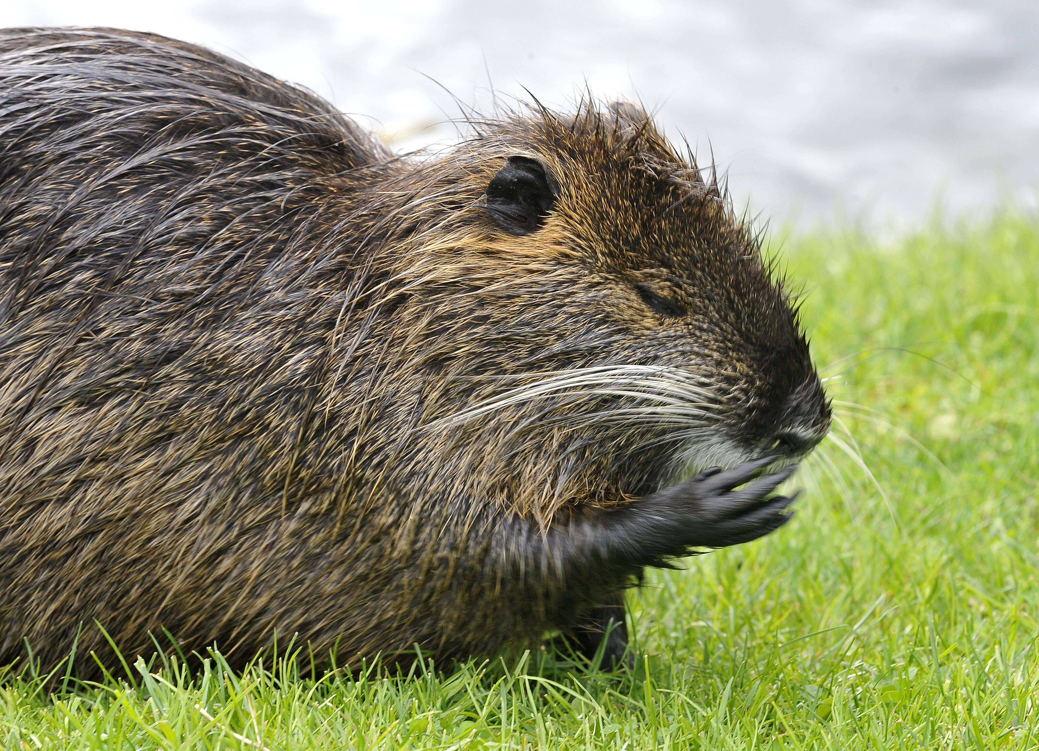 NUTRIJA VODNE ZIVALI SESALEC NARAVA VODA LJUBLJANICA LIVADA