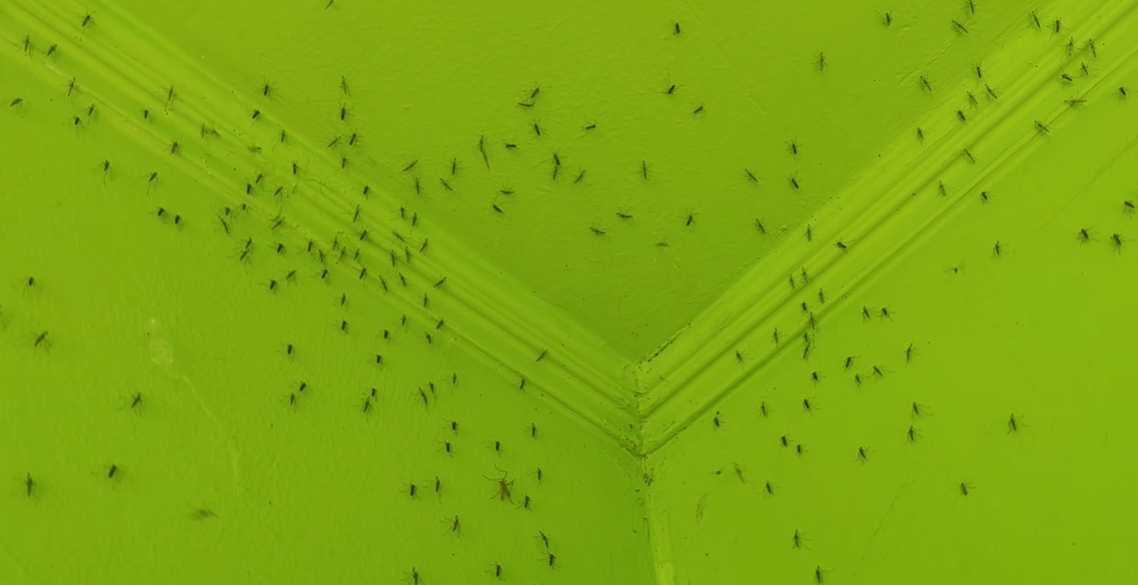 komarji osijek, hrvaška