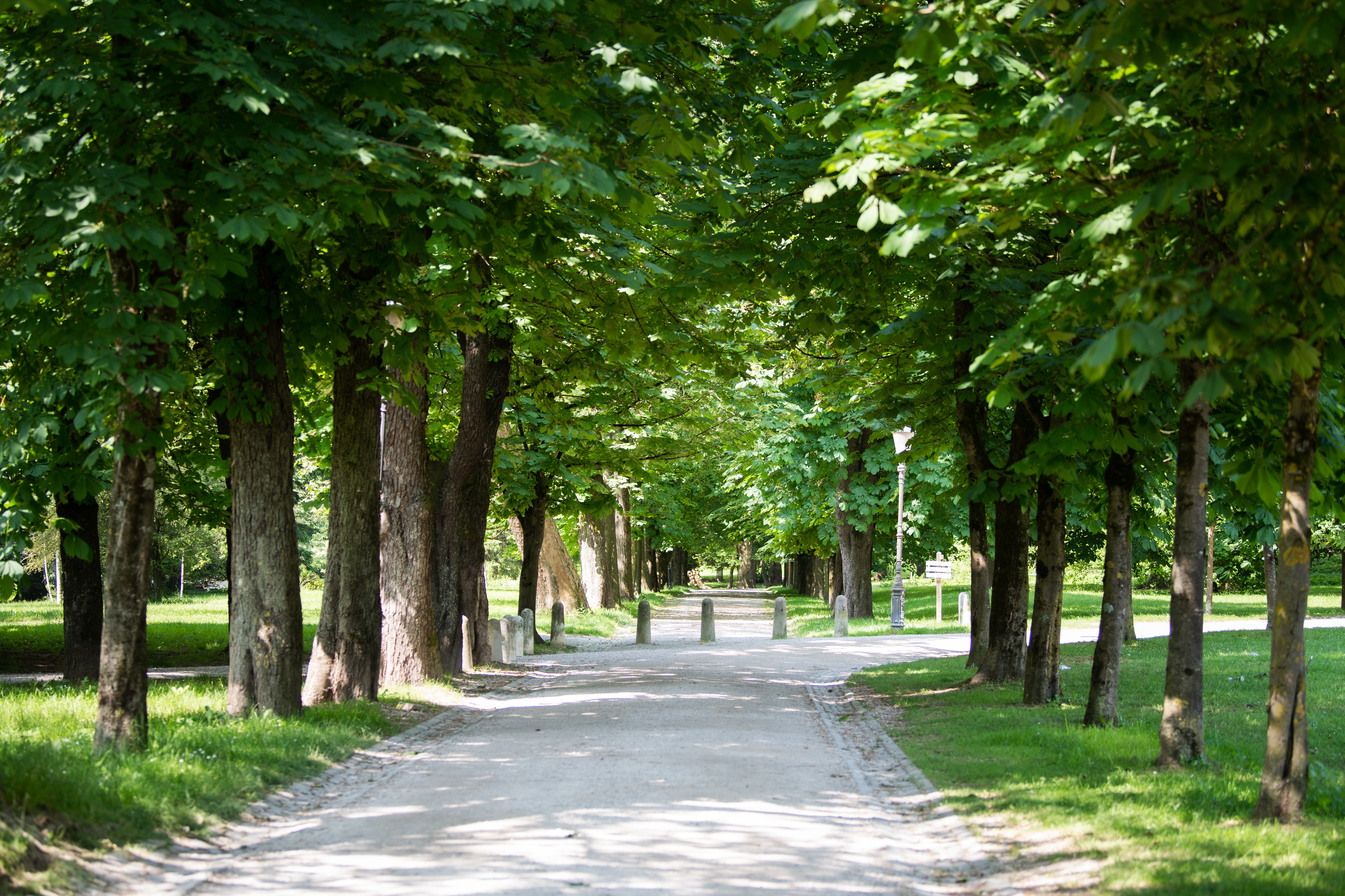 Tivoli, drevored, drevesa, krošnje, narava, senca