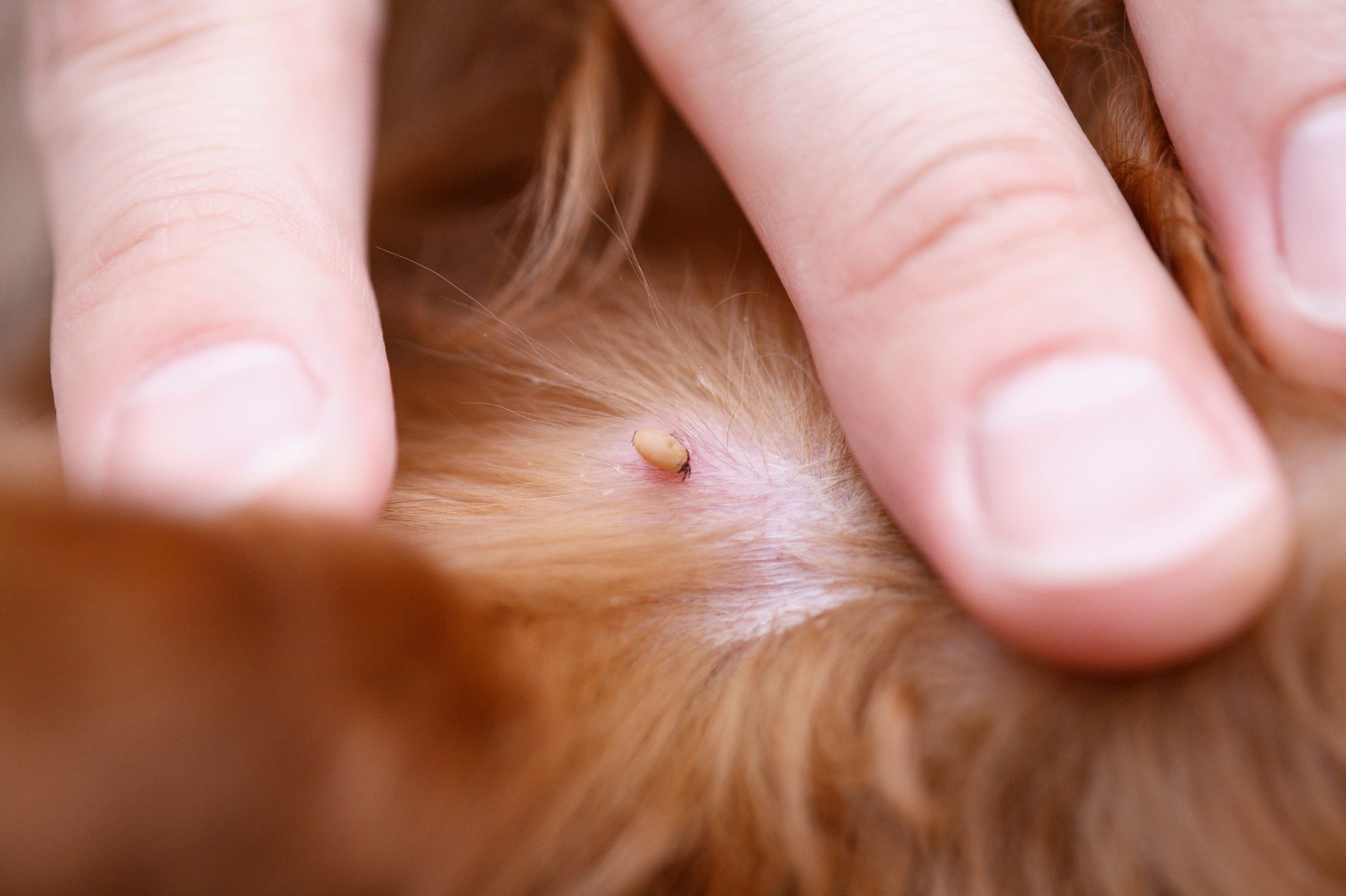 klop v pasjem kožuhu