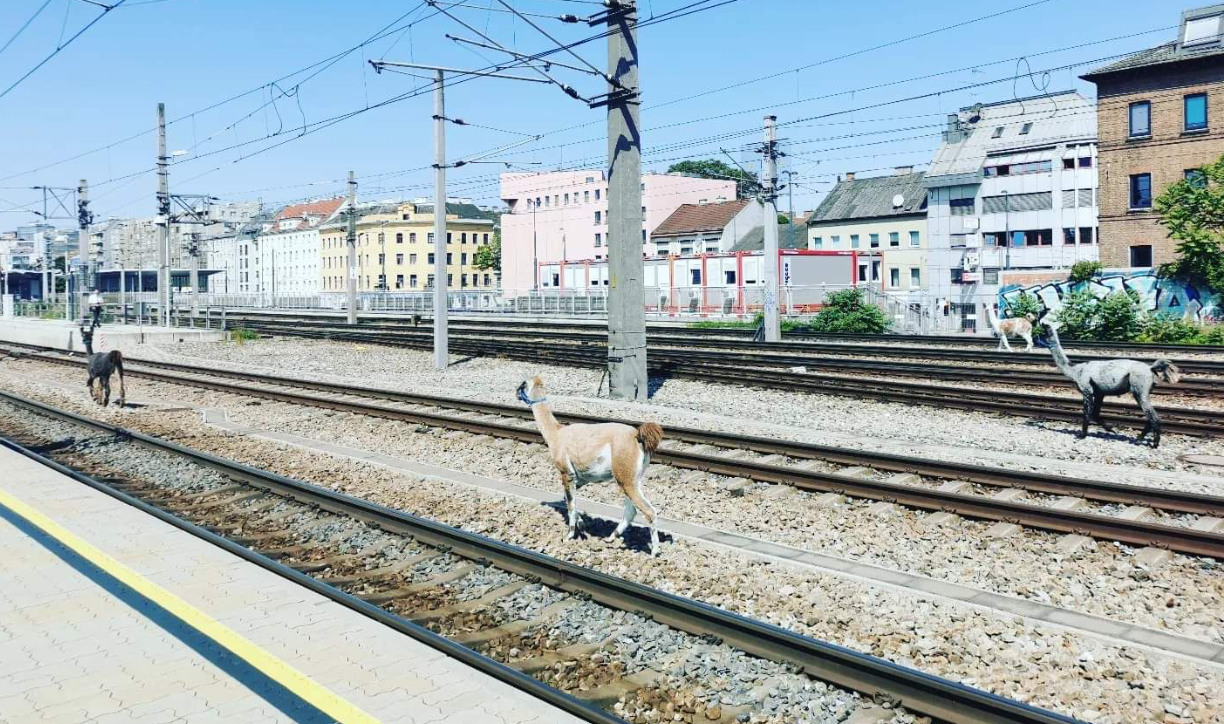 lama, Dunaj