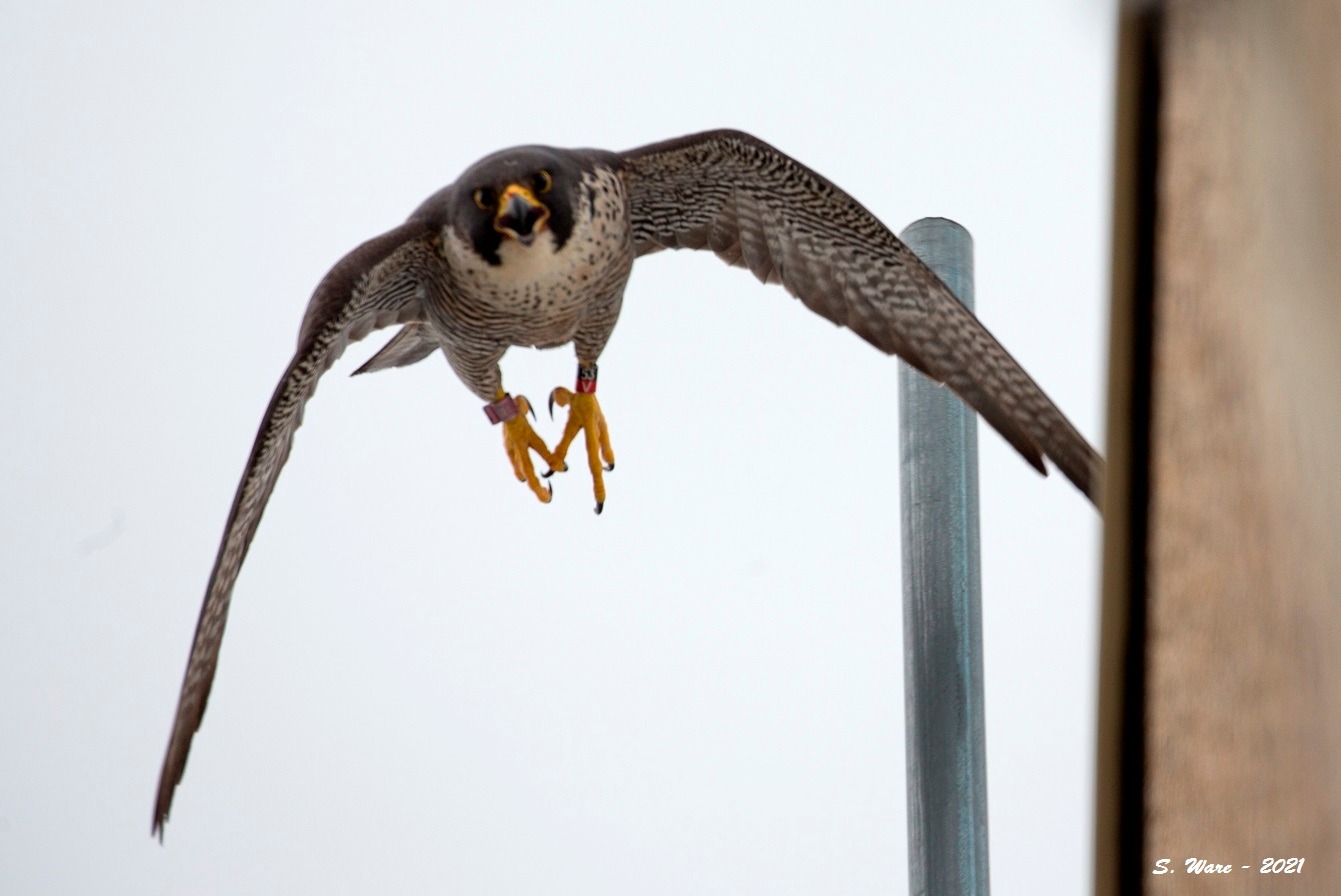 sokol selec, Chicago, ptič, ptica, ujeda