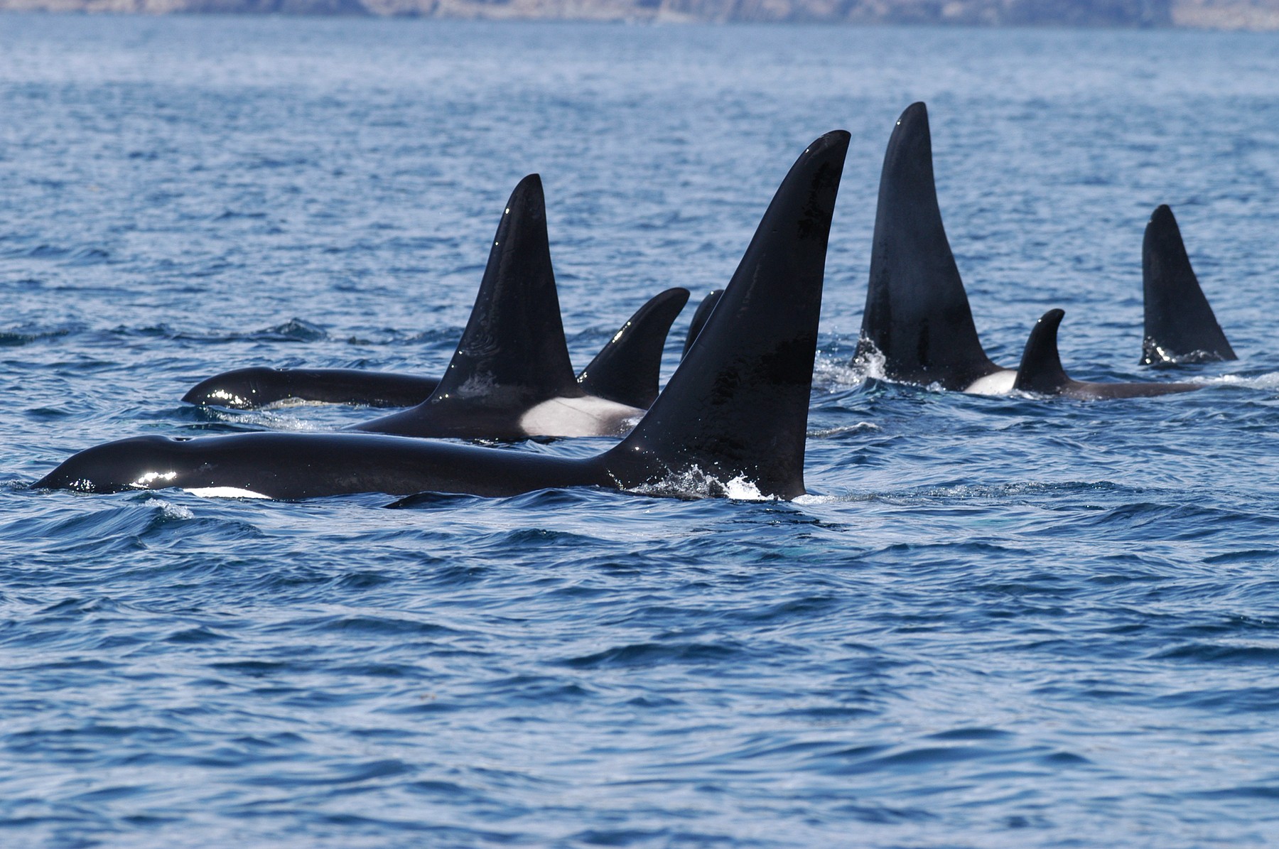 orka, orke, kit ubijalec, kiti ubijalci