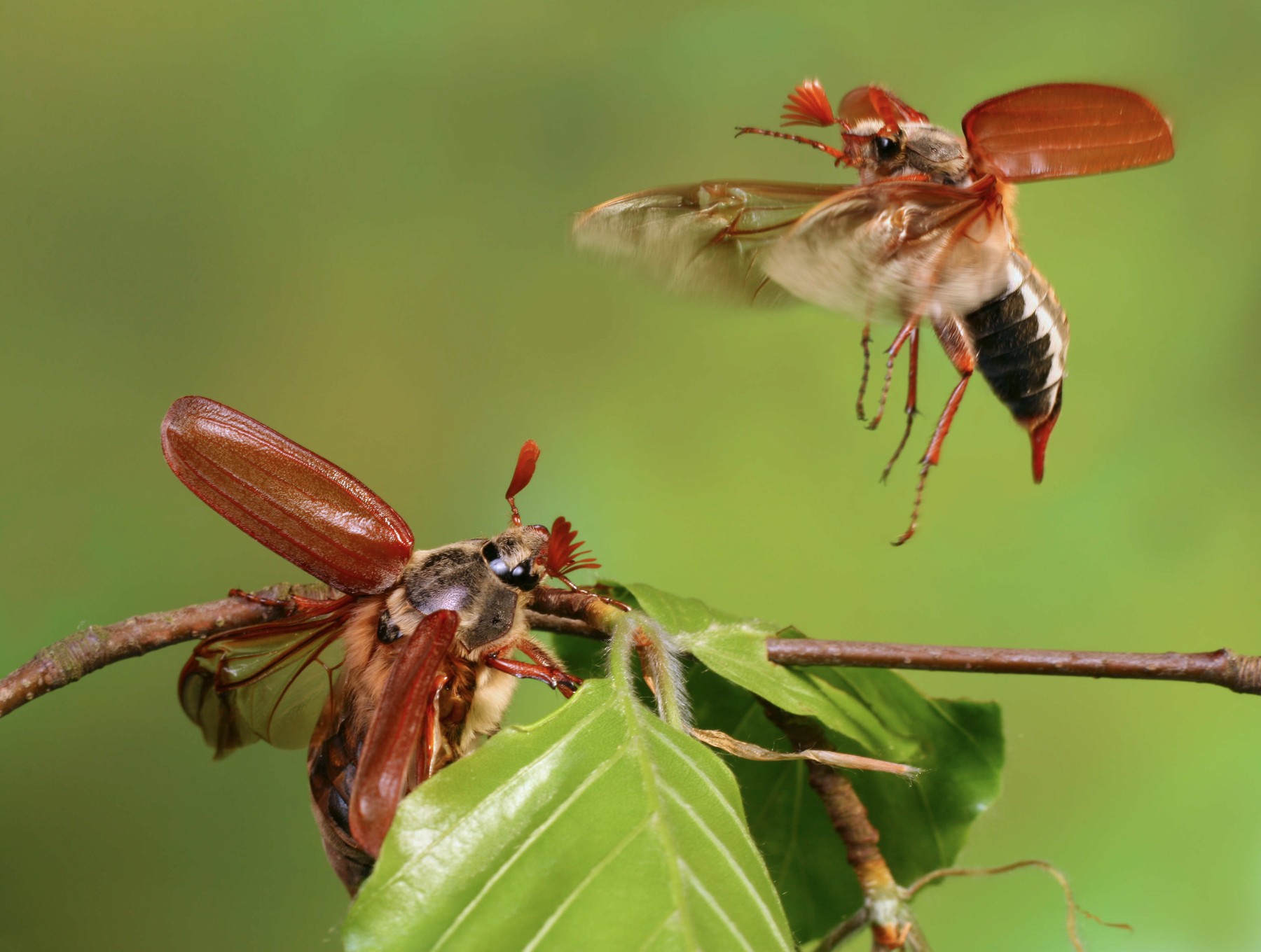 majski hrošči, keber, kebri