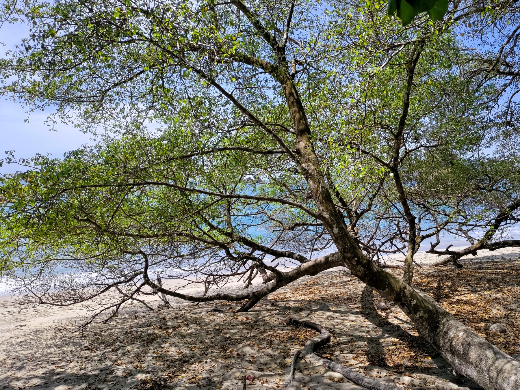 manzinella, Hippomane mancinela, najbolj nevarno strupeno drevo na svetu