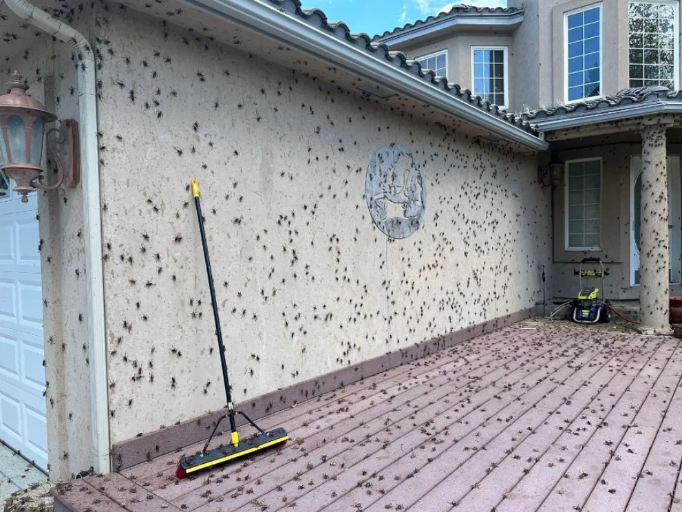 mormonski črički, Elko, Nevada, invazija