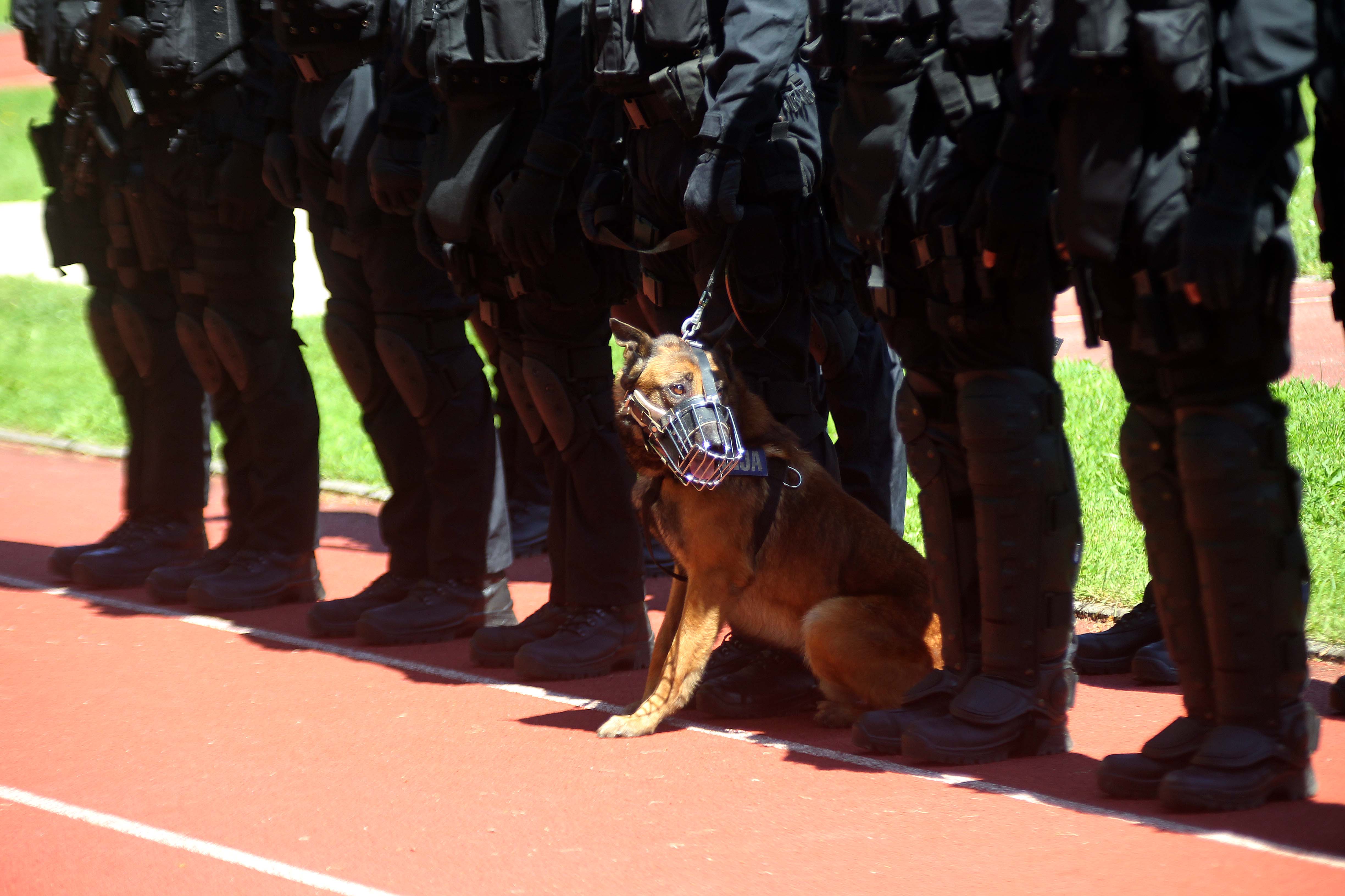 policija varovanje policijski pes