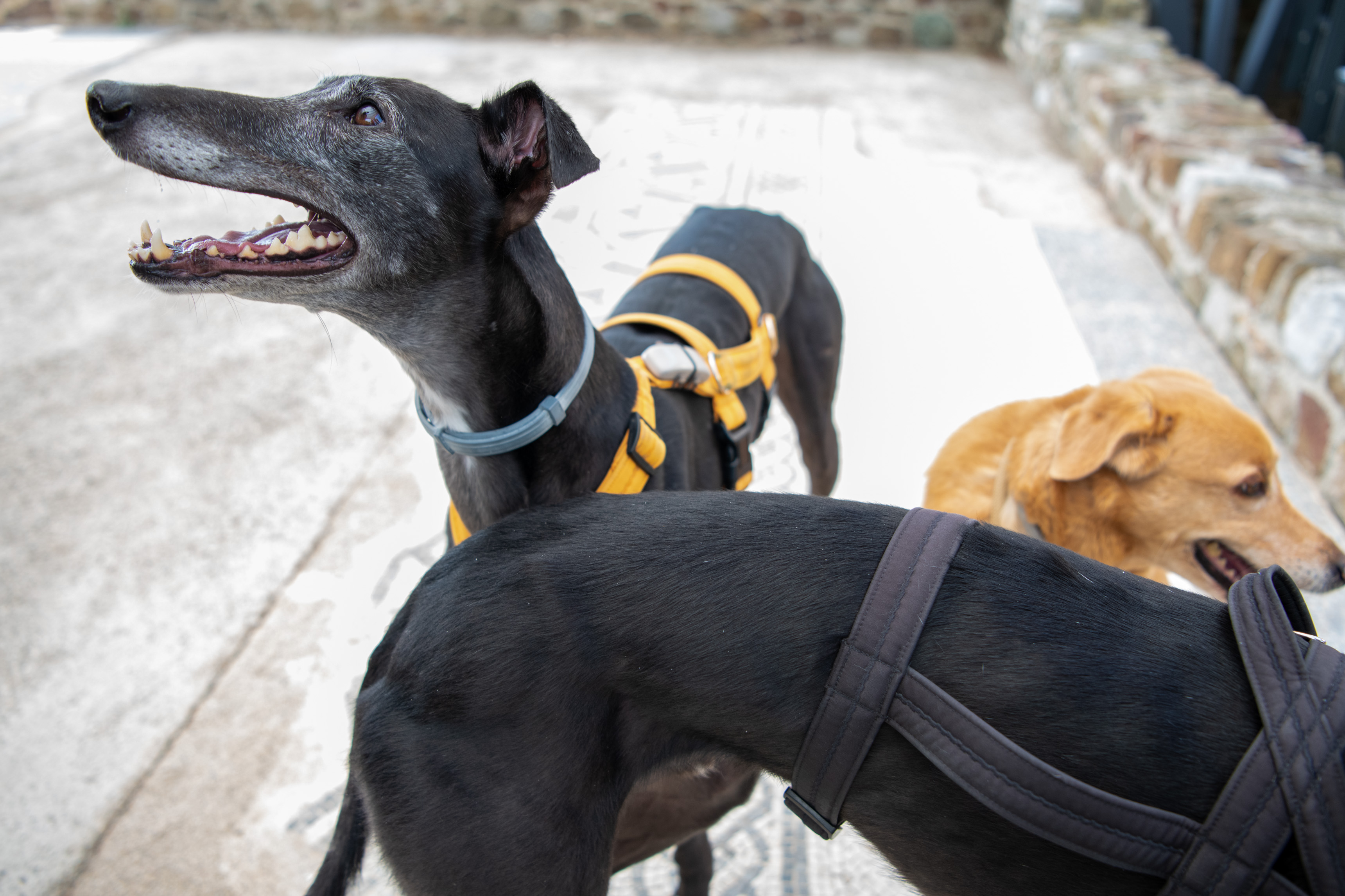 Po sledeh Emone v pasji družbi. (Foto: Egon Parteli/N1)