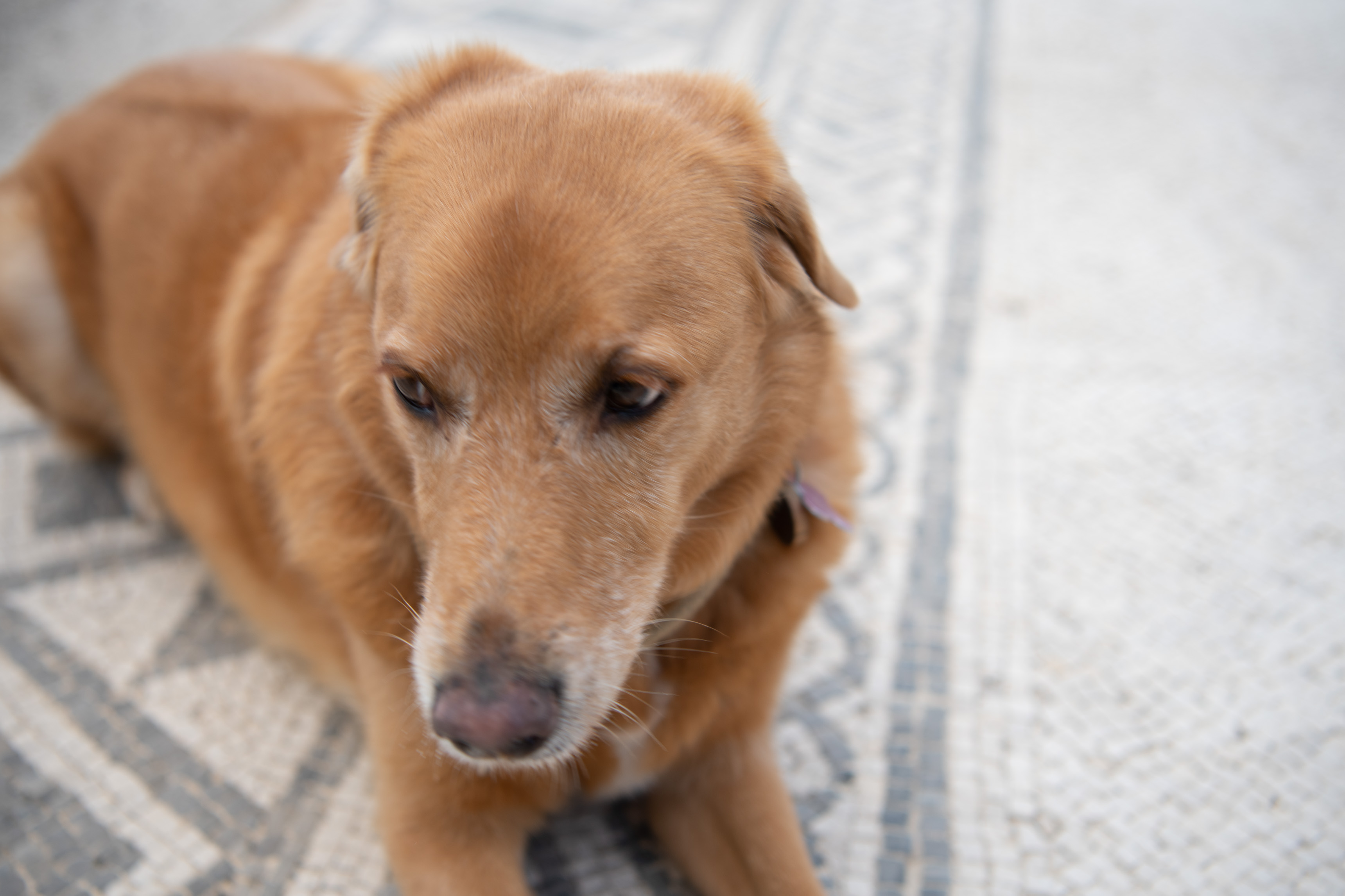 Po sledeh Emone v pasji družbi.