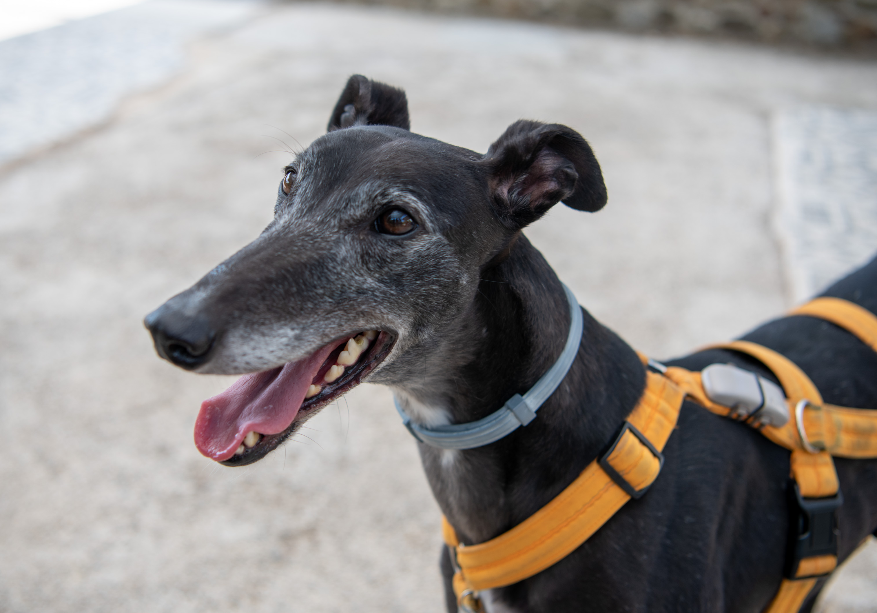 Po sledeh Emone v pasji družbi.