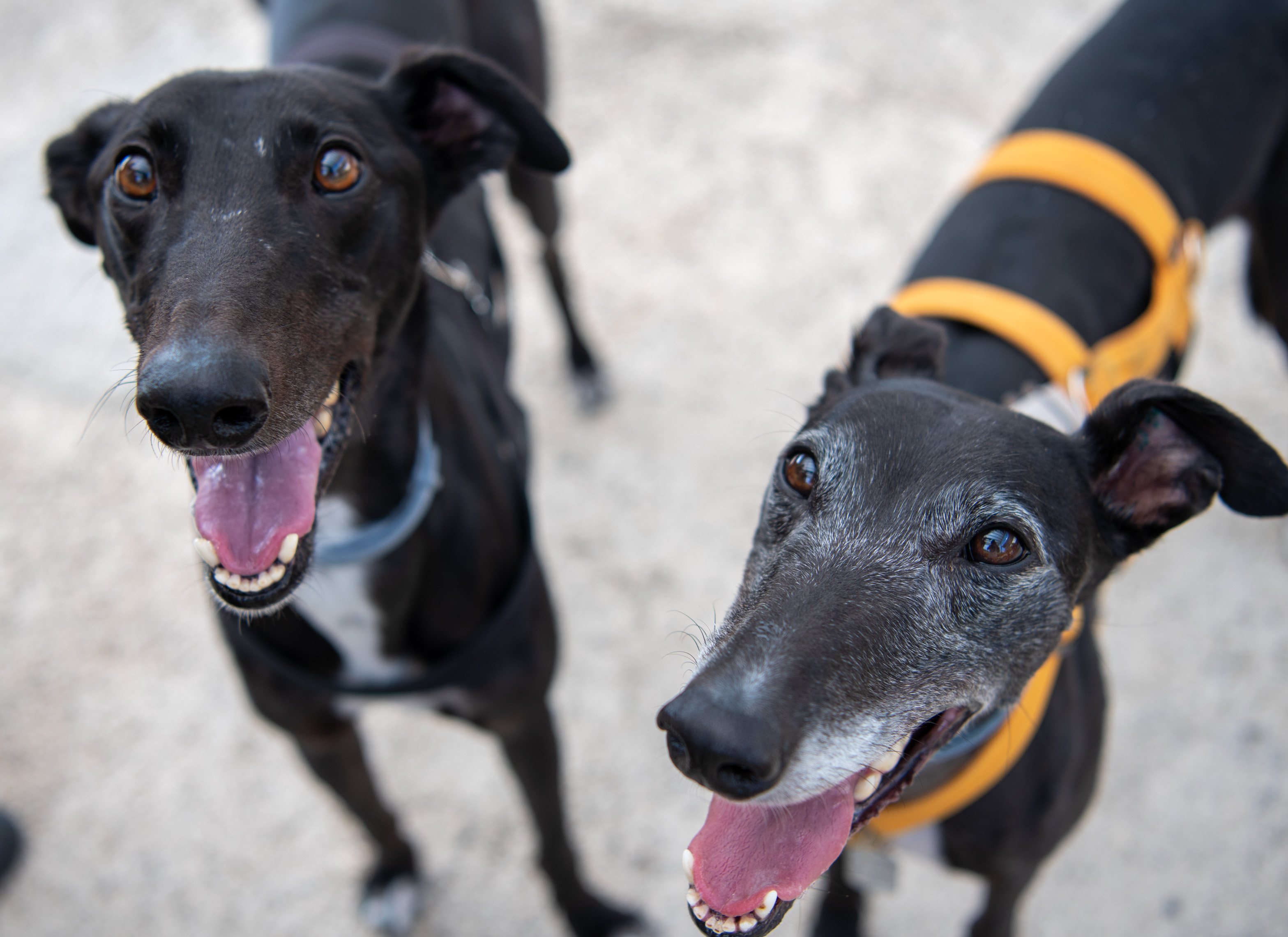 Po sledeh Emone v pasji družbi.