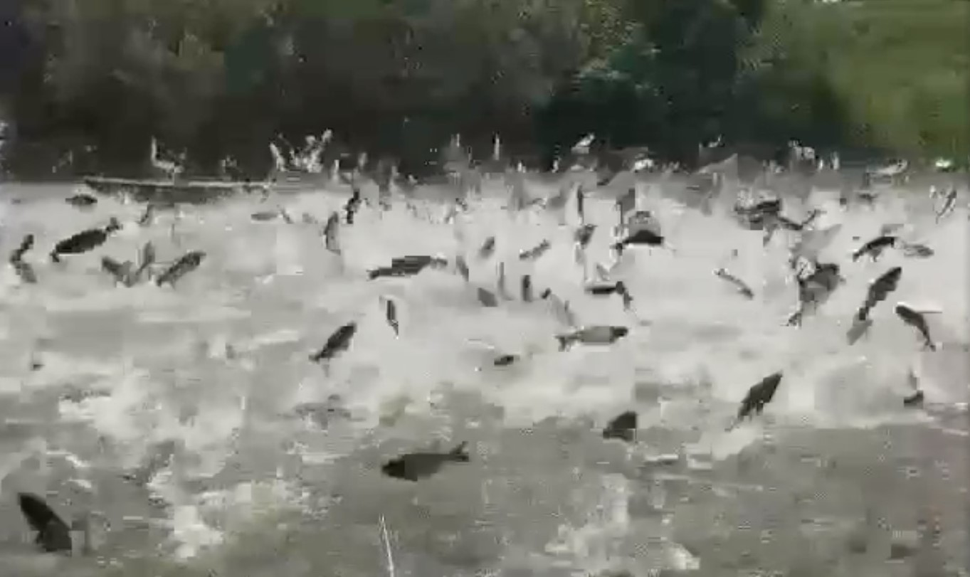 ribe, Tisa, Reddit, tolstolobik